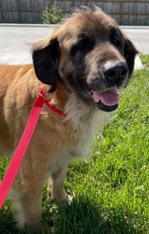 Riley, an adoptable Leonberger in Larkspur, CO, 80118 | Photo Image 4