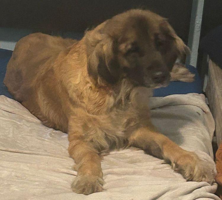 Riley, an adoptable Leonberger in Larkspur, CO, 80118 | Photo Image 2