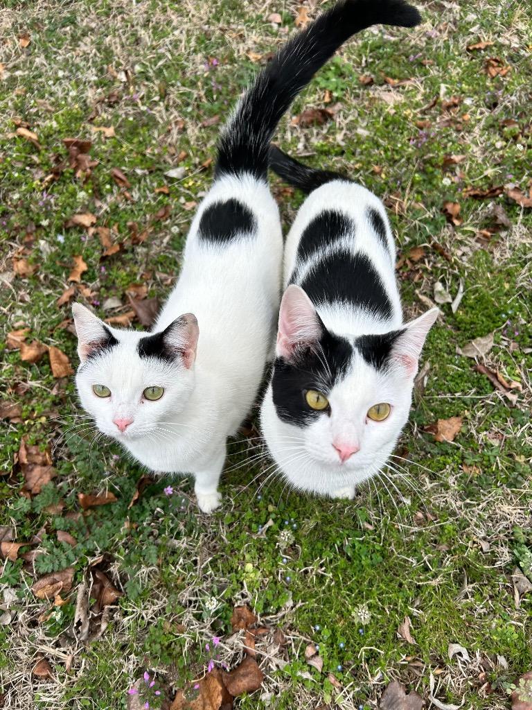 Toby — thumbnail 2