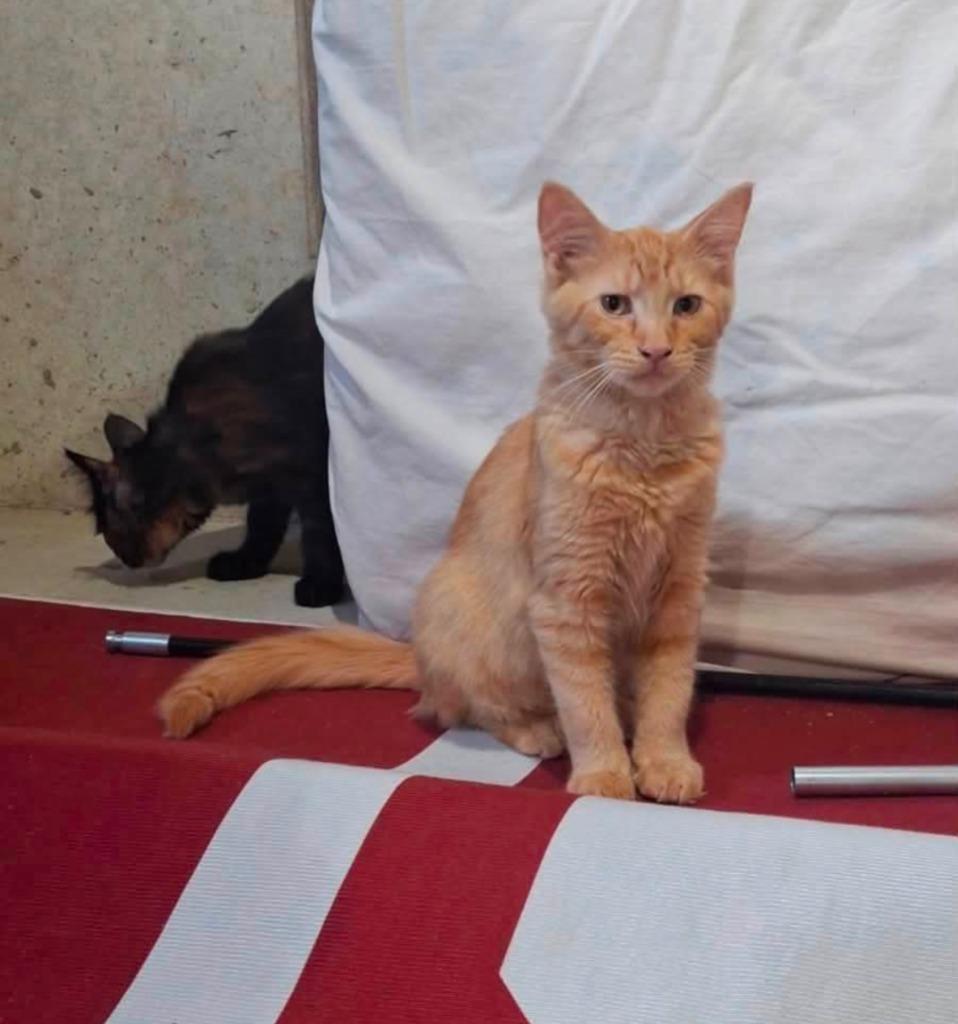 Bugs, Adoptable, Kitten Female Domestic Short Hair.