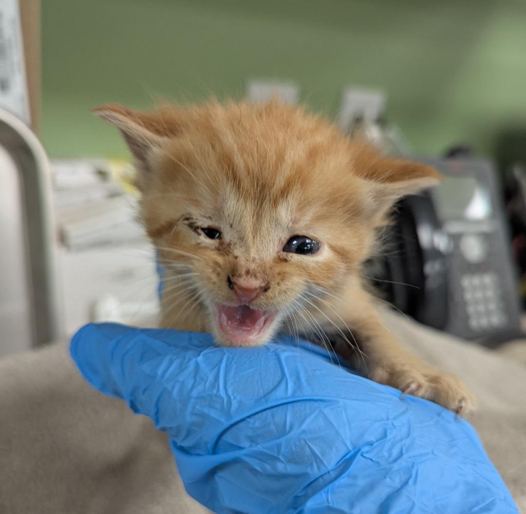 Daffy, Adoptable, Kitten Female Domestic Short Hair.
