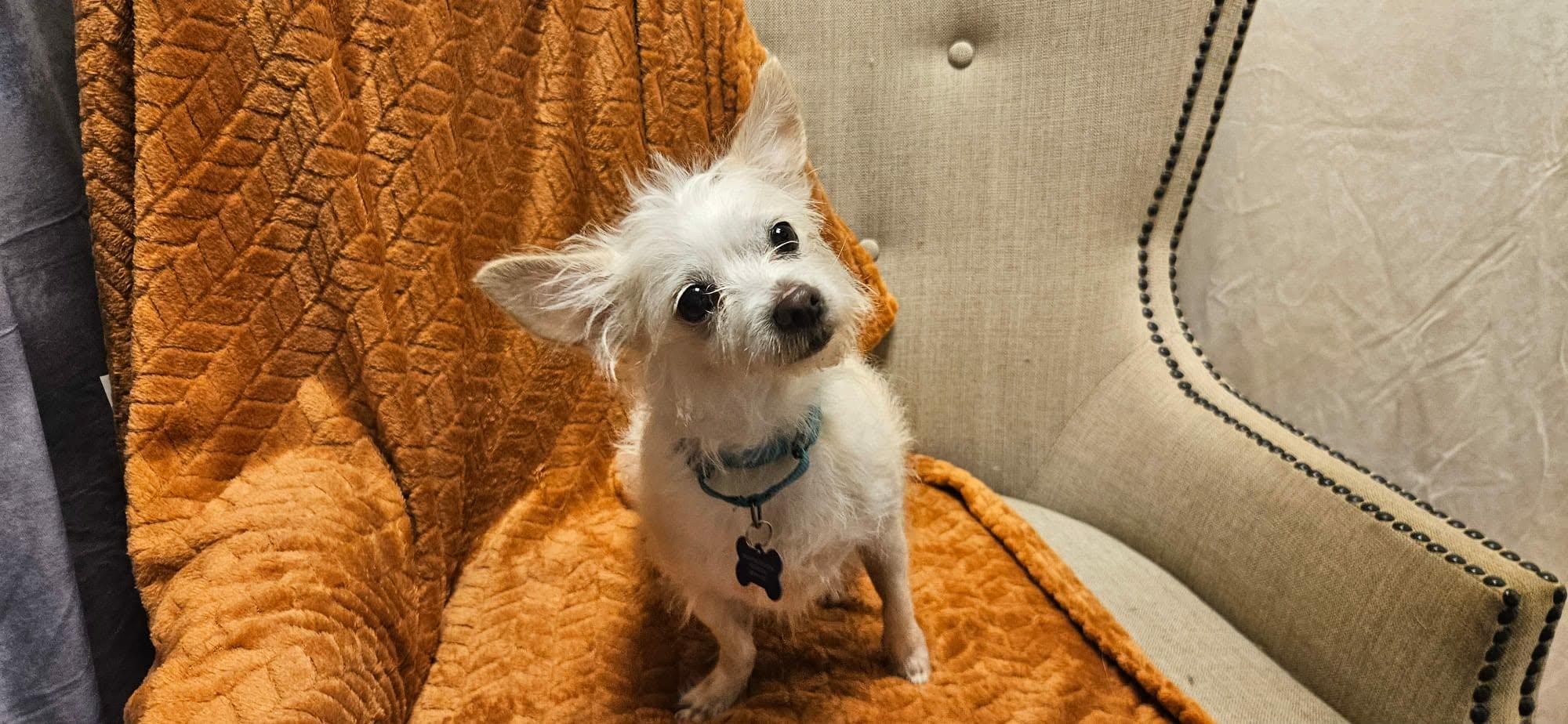 Olivia, Adoptable, Young Female Terrier.