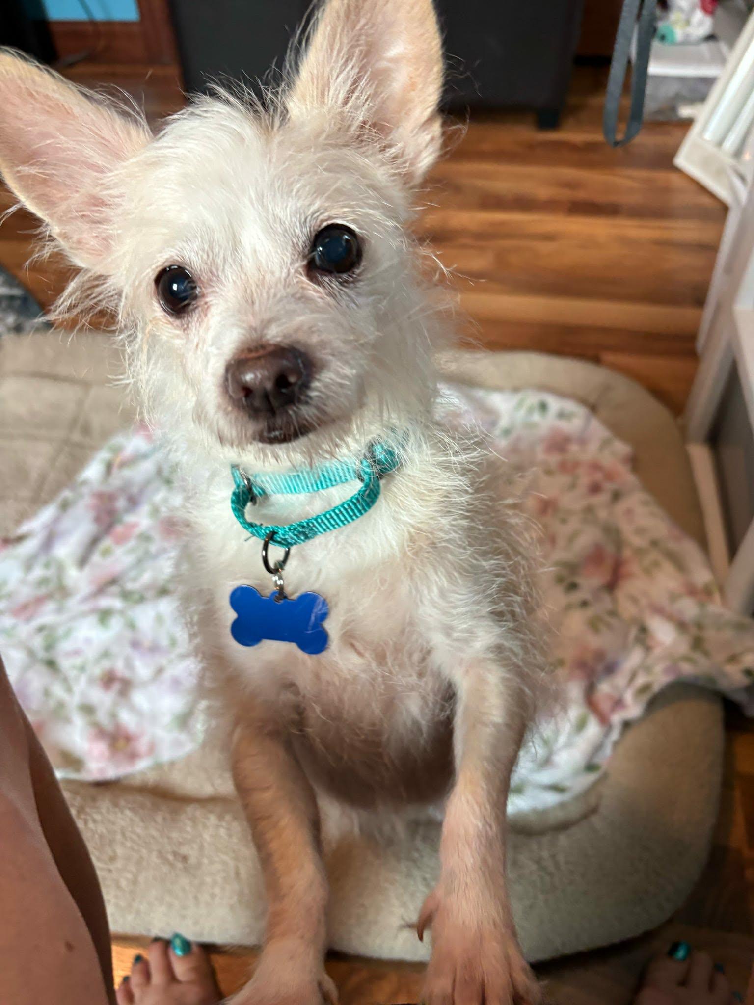Enlarge Olivia, a Adoptable mixed breed in De Pere, WI image 3/3
