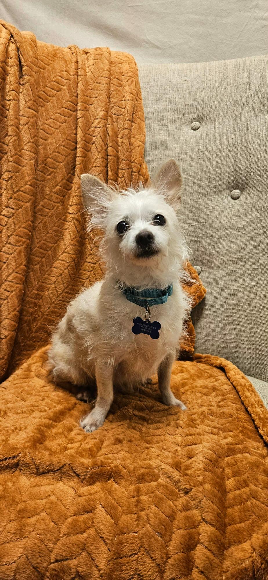 Enlarge Olivia, a Adoptable mixed breed in De Pere, WI image 2/3