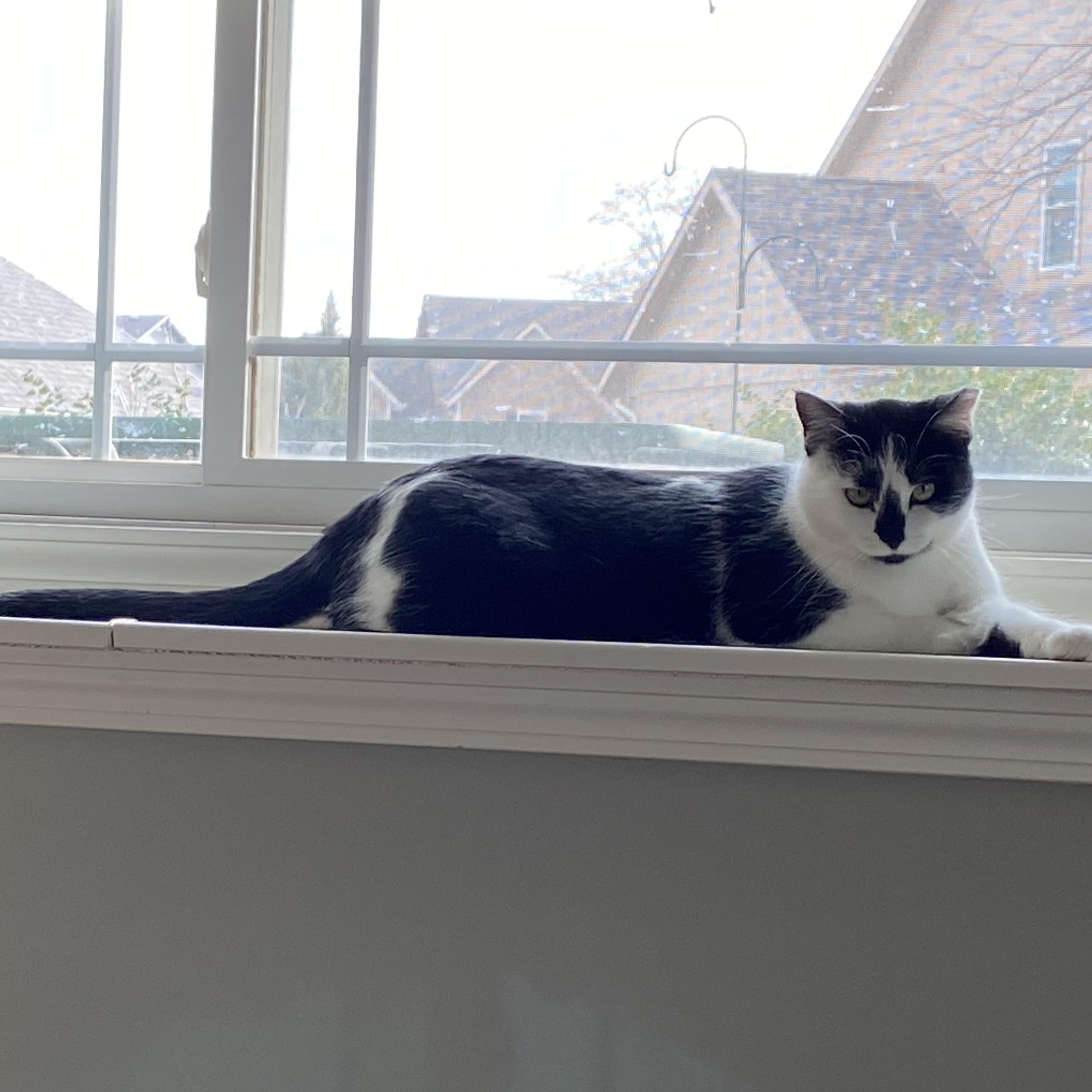 Ladybug, Adopted, Young Female American Shorthair.