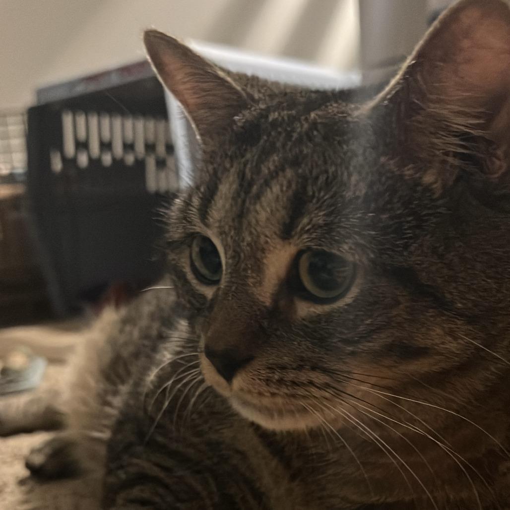 Rocky Racoon, a Adoptable Domestic Short Hair in Ashland, MA image 1/4