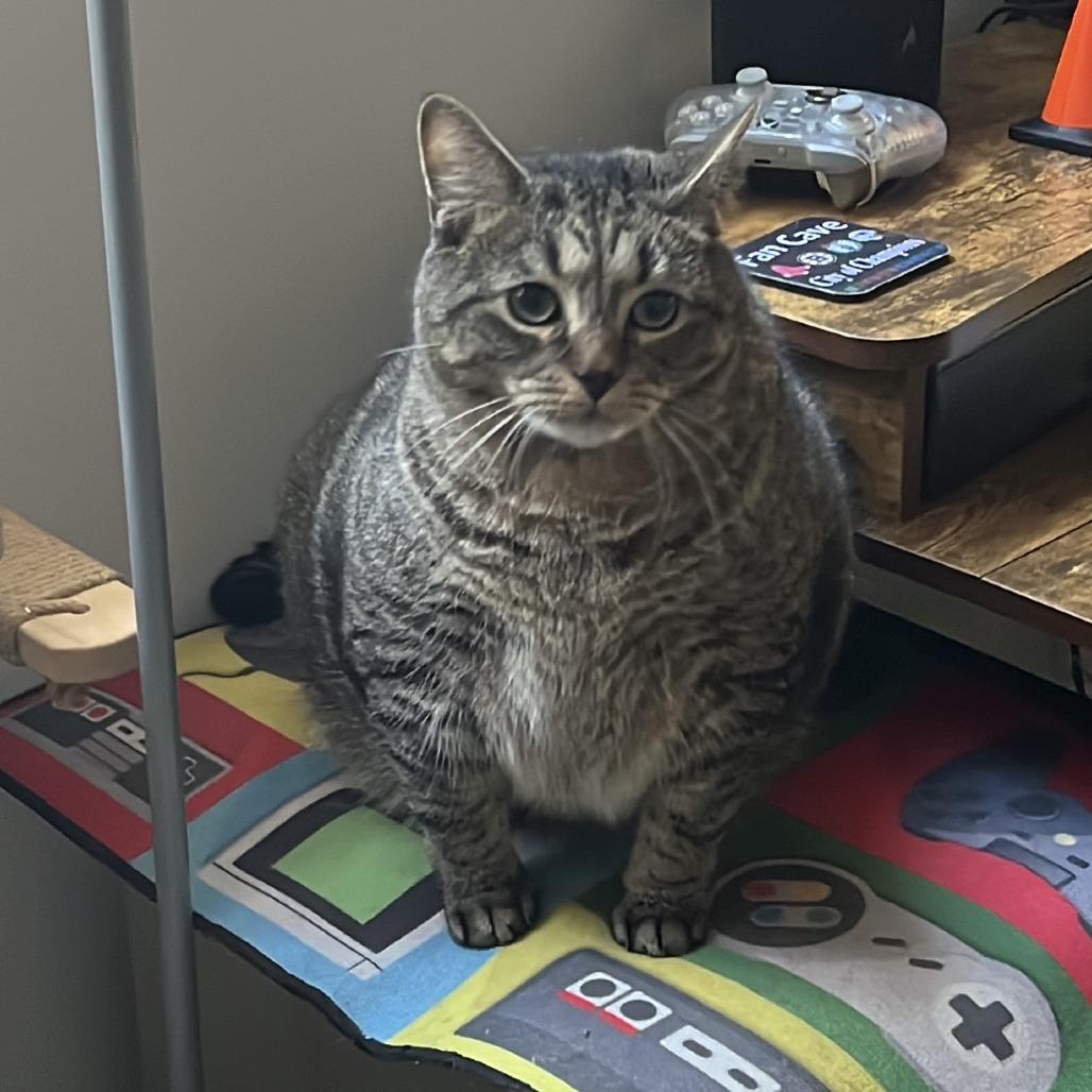 Rocky Racoon, a Adoptable Domestic Short Hair in Ashland, MA image 3/4