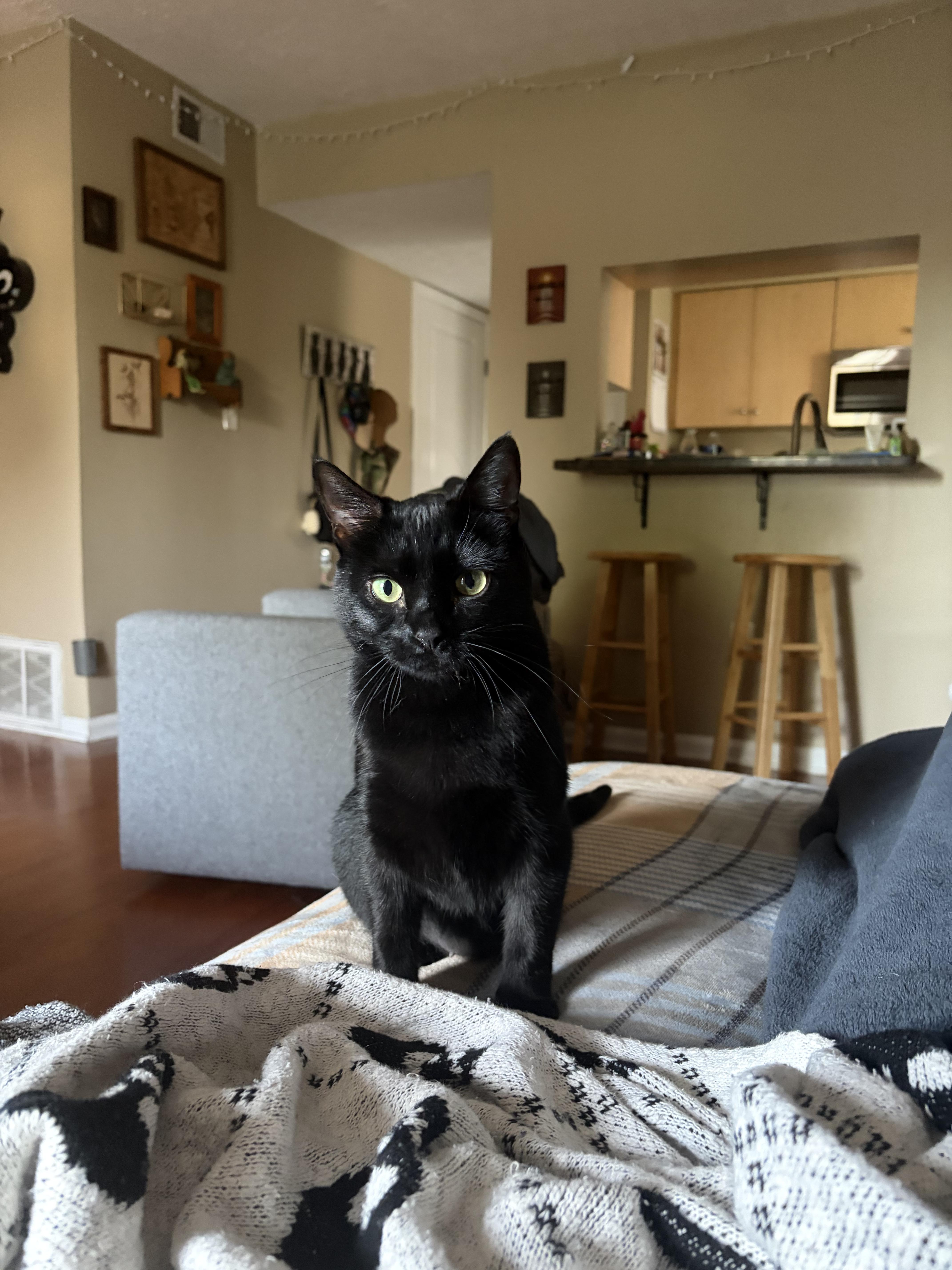 Enlarge Ophelia  (tripod), a ADOPTABLE Domestic Short Hair in Columbus, OH image 3/6