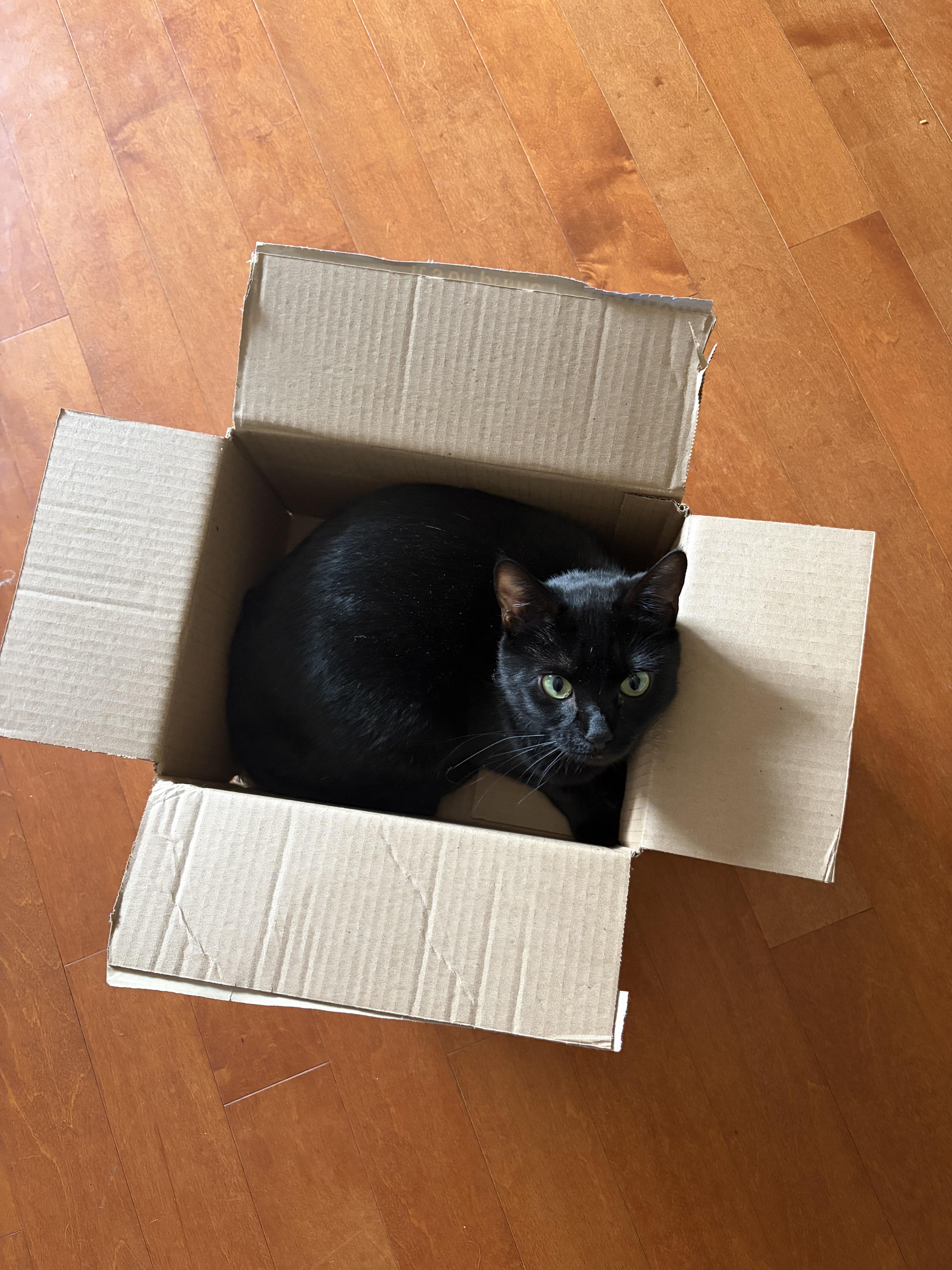 Enlarge Ophelia  (tripod), a ADOPTABLE Domestic Short Hair in Columbus, OH image 2/6
