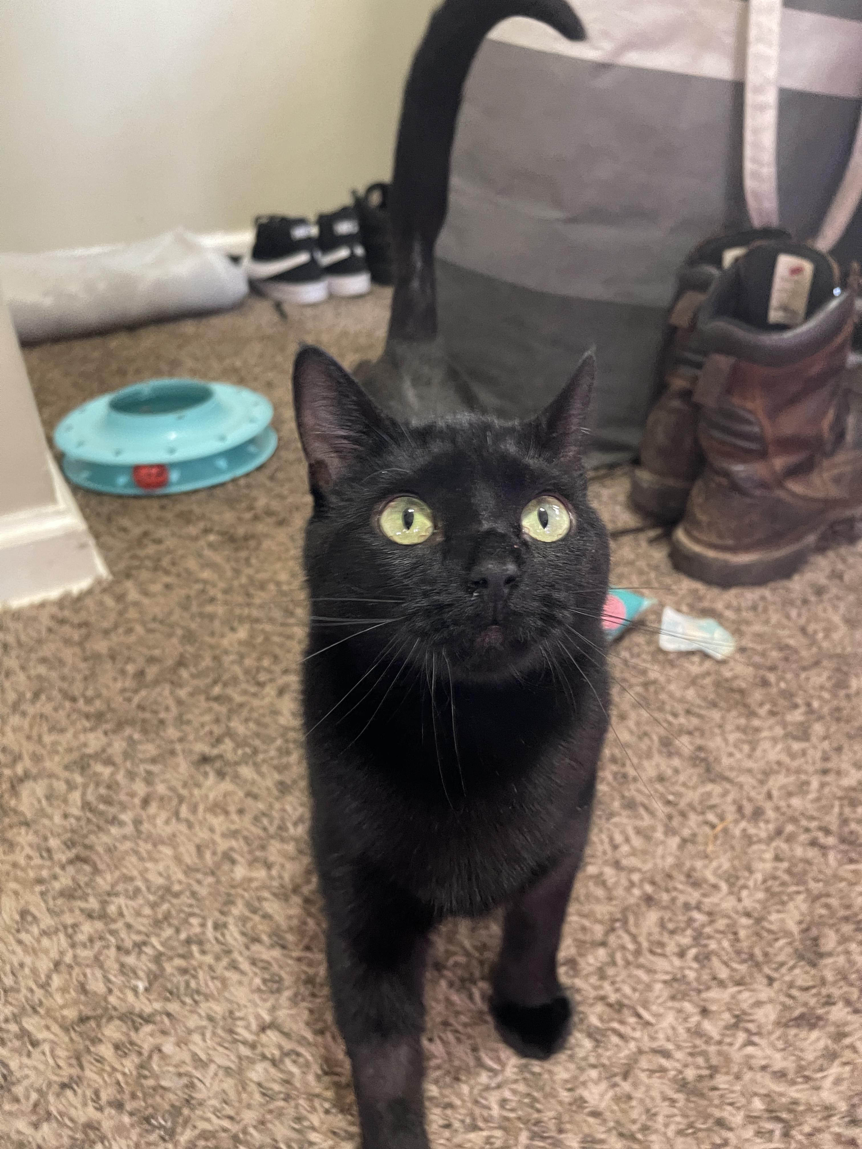 Enlarge Ophelia  (tripod), a ADOPTABLE Domestic Short Hair in Columbus, OH image 2/6