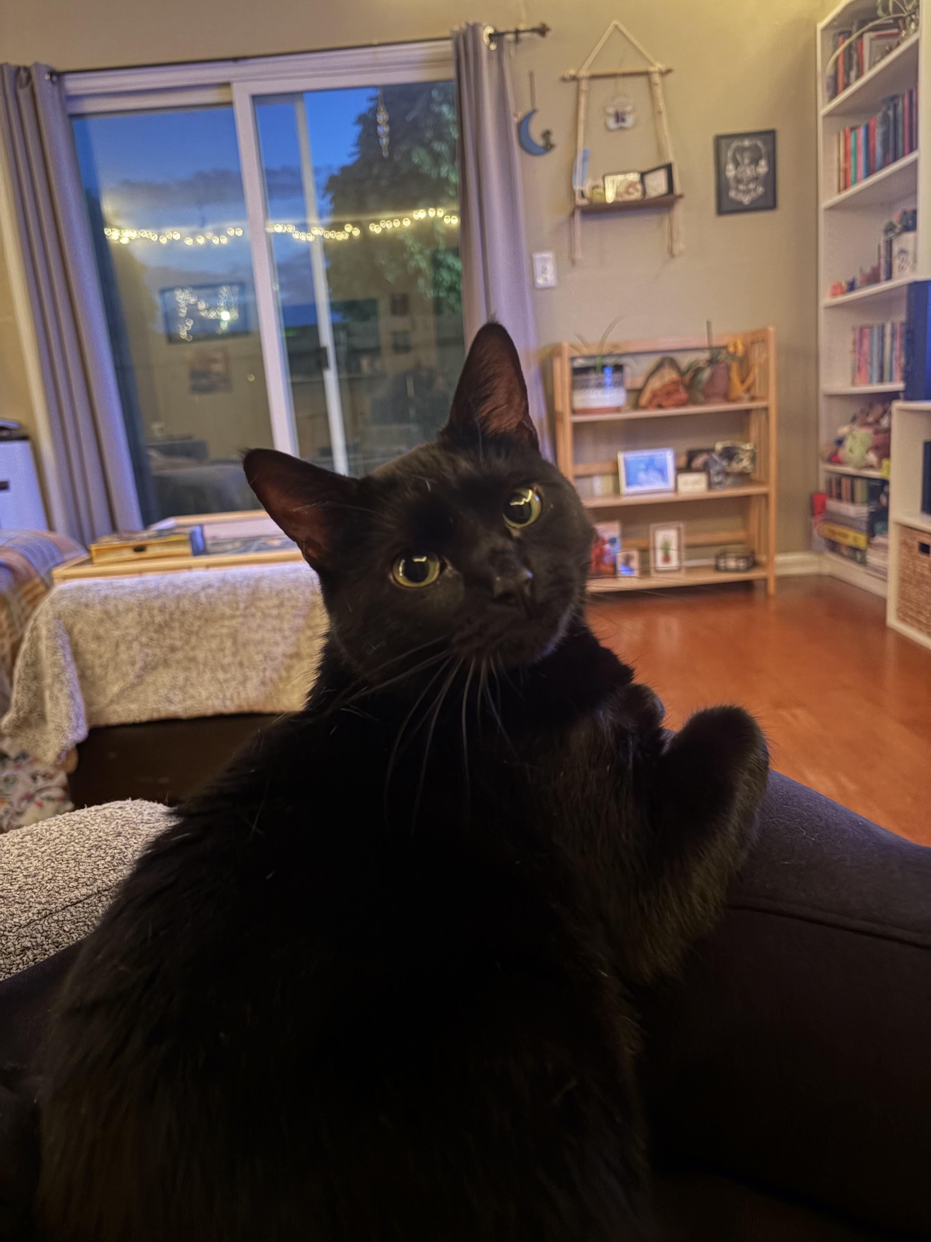 Ophelia  (tripod), ADOPTABLE, Young Female Domestic Short Hair.
