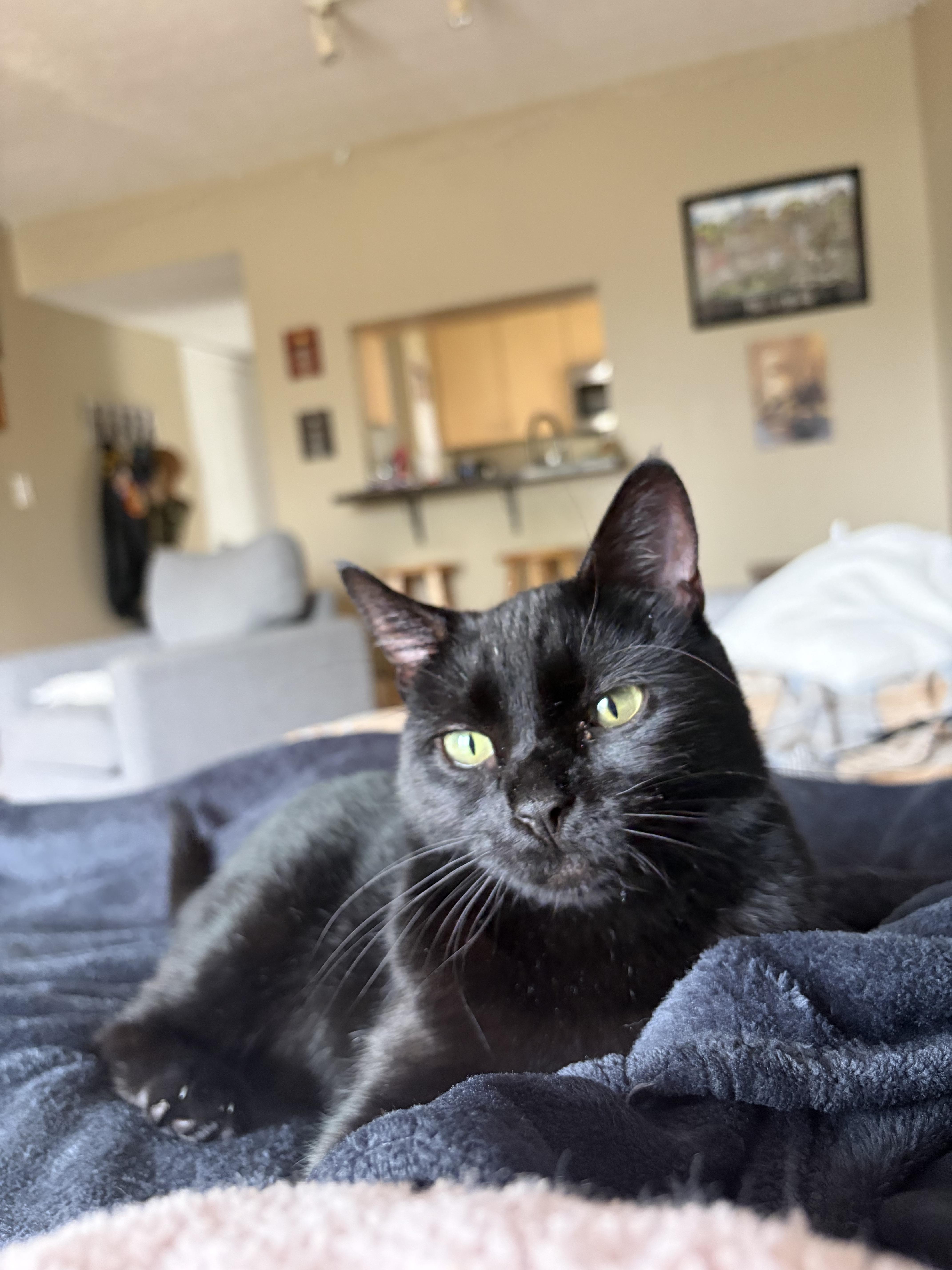 Enlarge Ophelia  (tripod), a ADOPTABLE Domestic Short Hair in Columbus, OH image 5/6