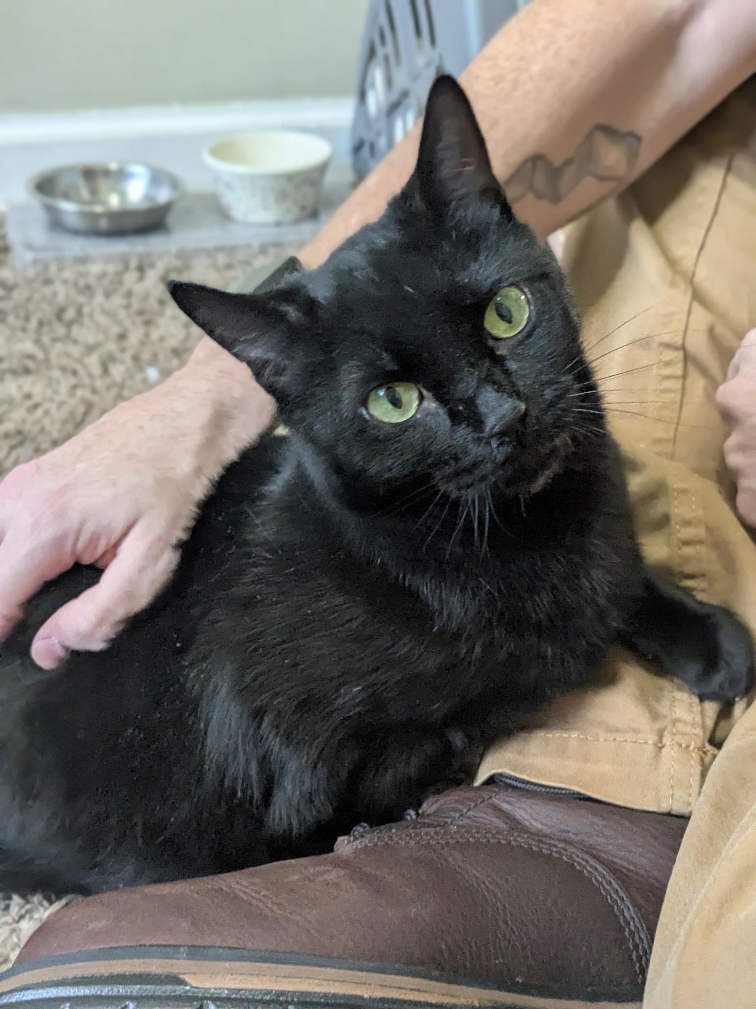 Enlarge Ophelia  (tripod), a ADOPTABLE Domestic Short Hair in Columbus, OH image 5/6