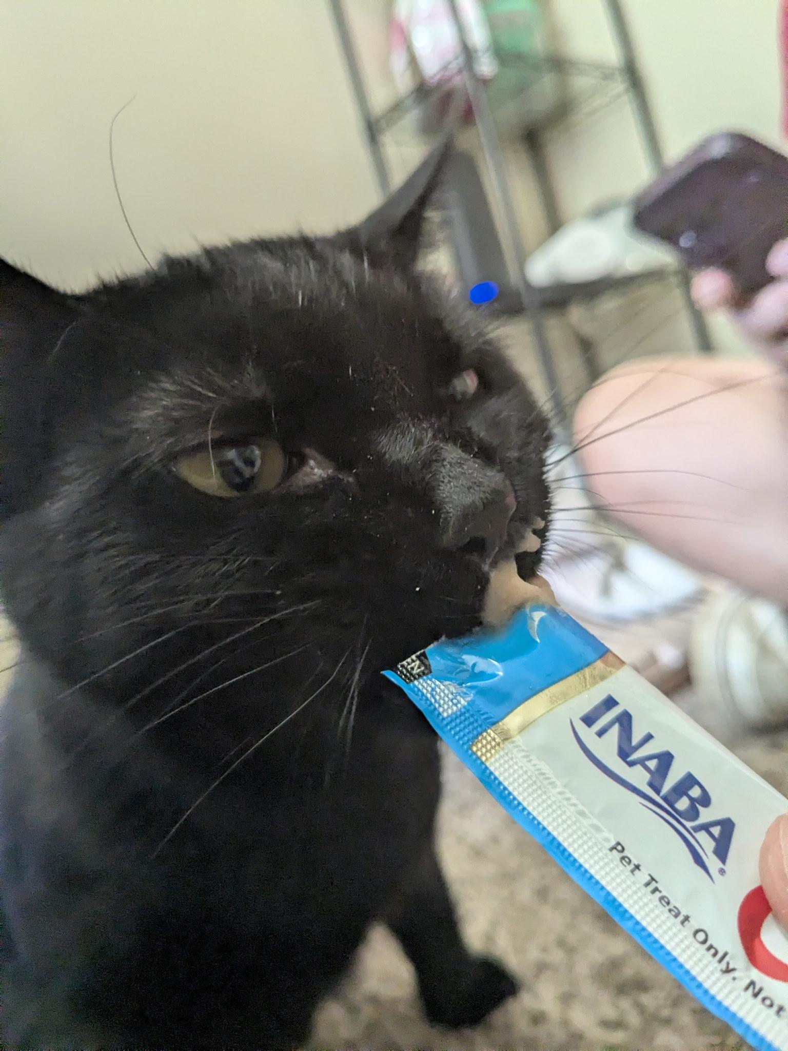 Enlarge Ophelia  (tripod), a ADOPTABLE Domestic Short Hair in Columbus, OH image 6/6