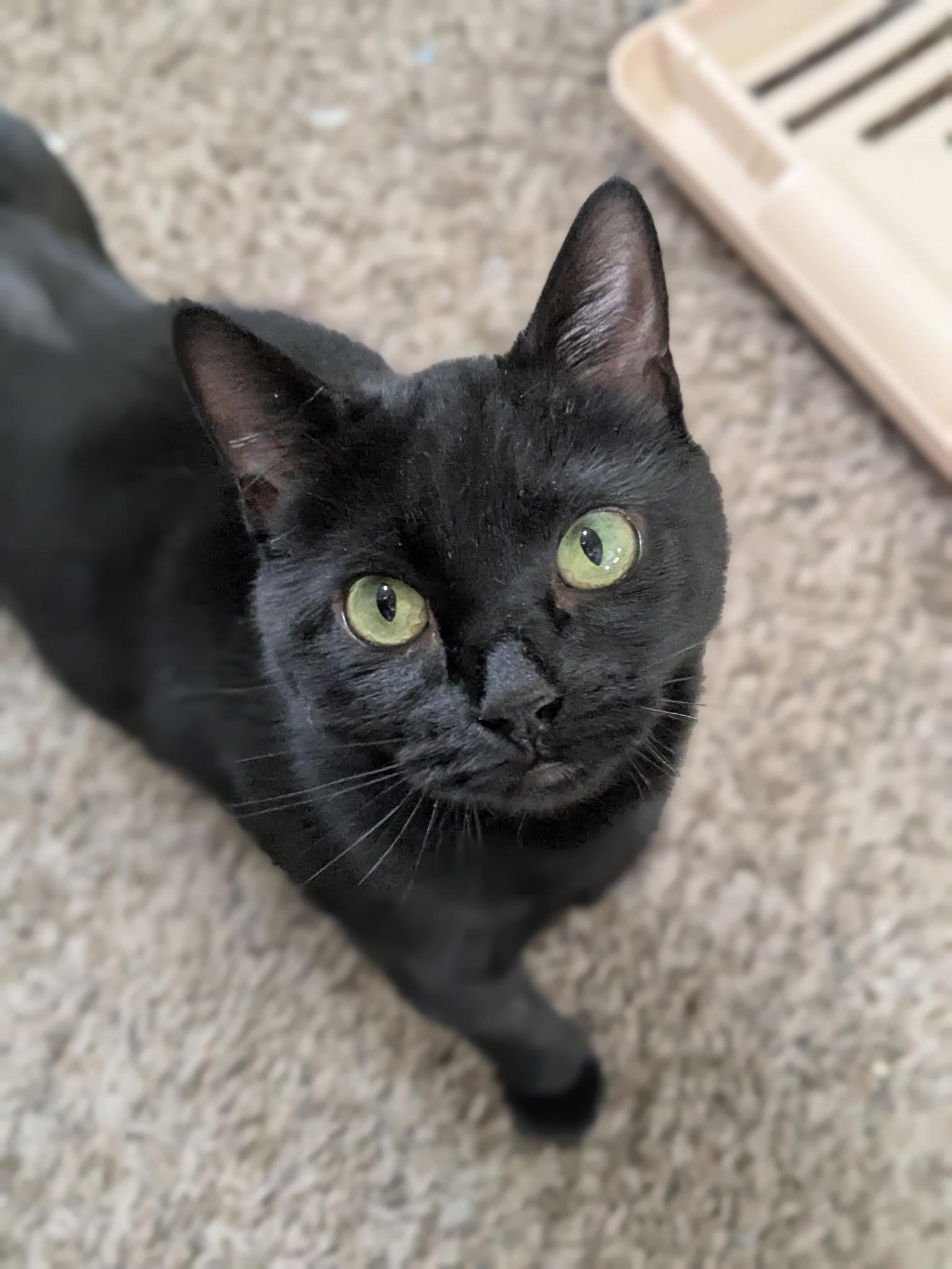 Ophelia  (tripod), ADOPTABLE, Young Female Domestic Short Hair.