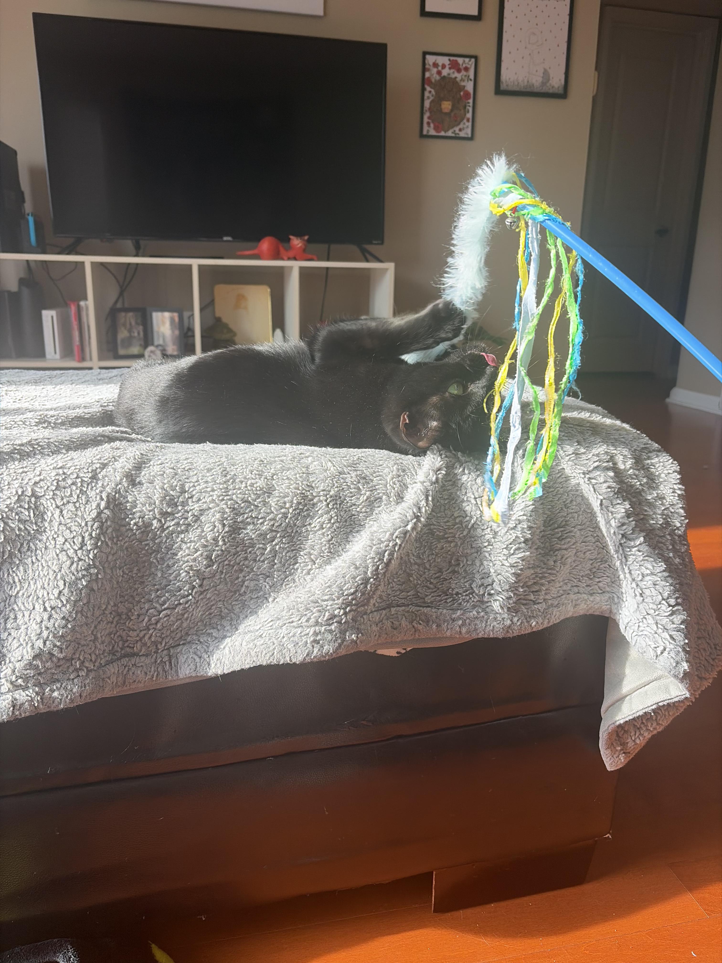 Enlarge Ophelia  (tripod), a ADOPTABLE Domestic Short Hair in Columbus, OH image 4/6