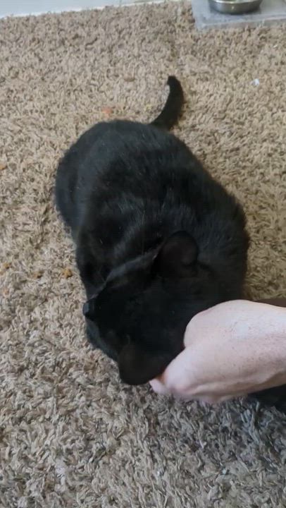 Enlarge Ophelia  (tripod), a ADOPTABLE Domestic Short Hair in Columbus, OH video 3/6