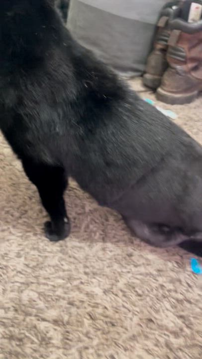 Enlarge Ophelia  (tripod), a ADOPTABLE Domestic Short Hair in Columbus, OH video 4/6