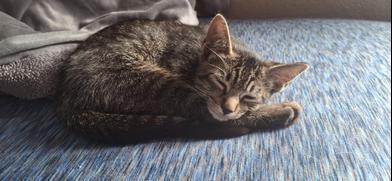 Pete, Adoptable, Kitten Male Tabby & Domestic Short Hair.