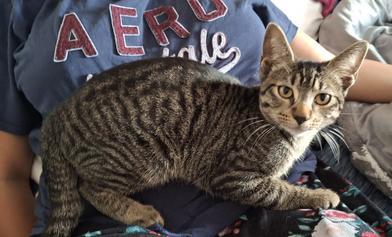 Enlarge Pete, a Adoptable mixed breed in Liverpool, TX image 6/6