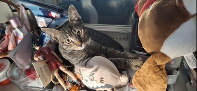 Enlarge Pete, a Adoptable mixed breed in Liverpool, TX image 5/6