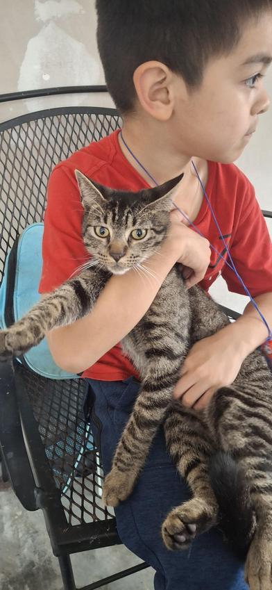 Enlarge Pete, a Adoptable mixed breed in Liverpool, TX image 2/6