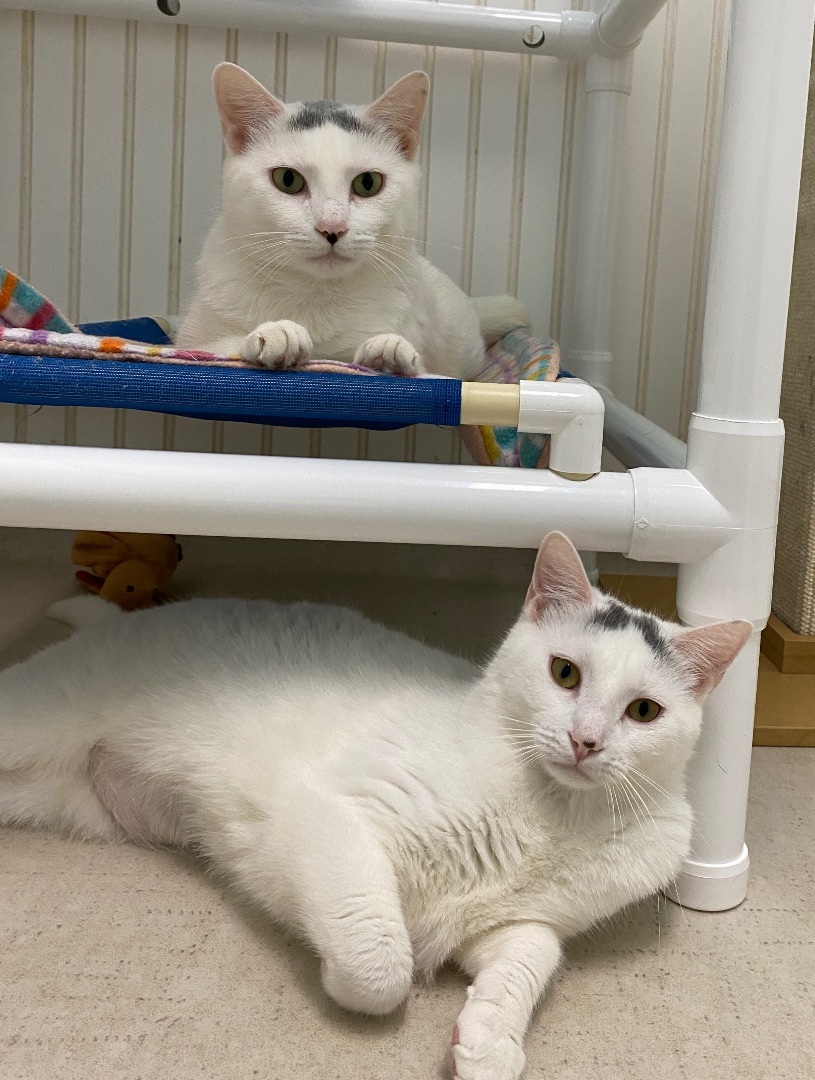 Sarah and Farrah