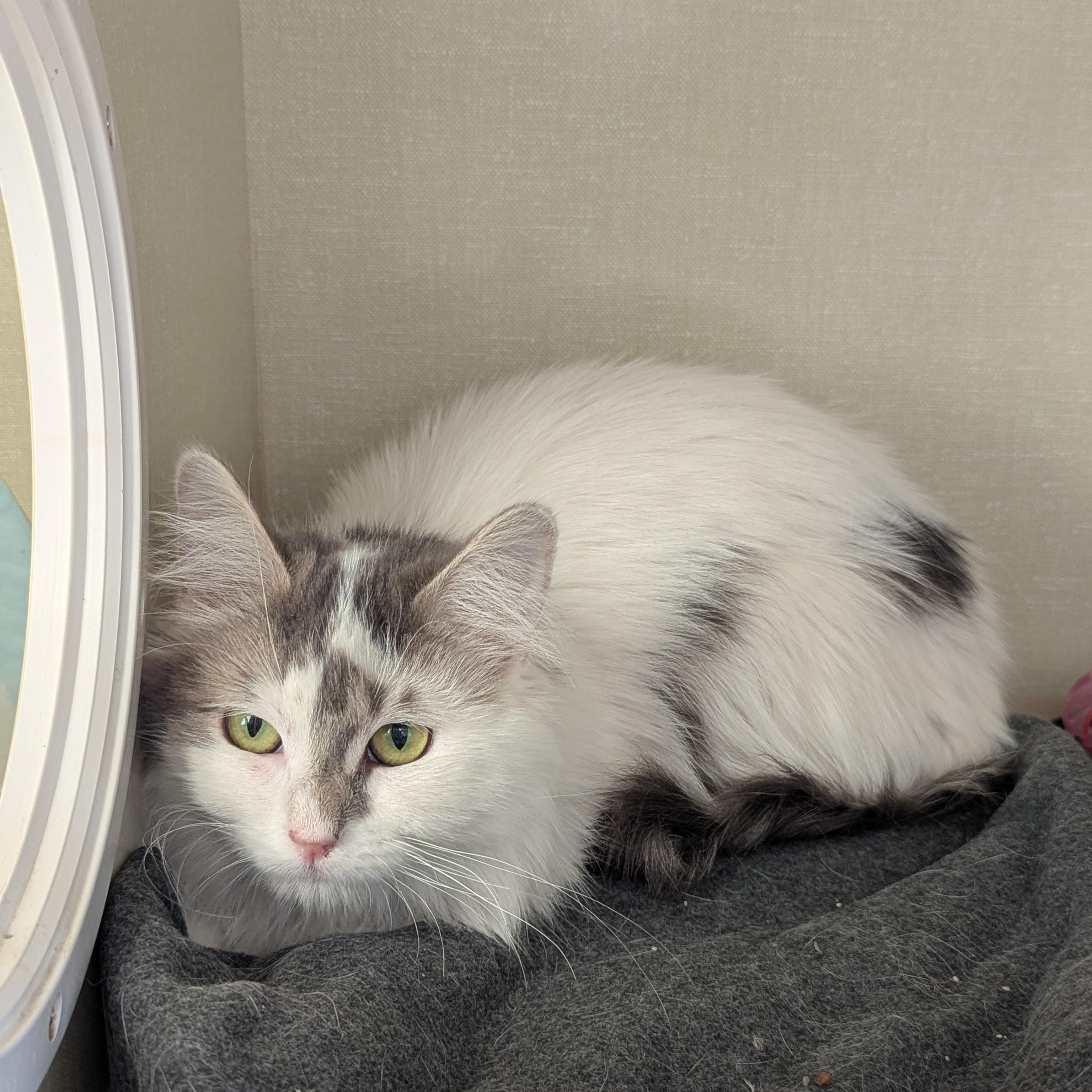 Enlarge Buttercup, a ADOPTABLE Domestic Medium Hair in Morden, MB image 1/3