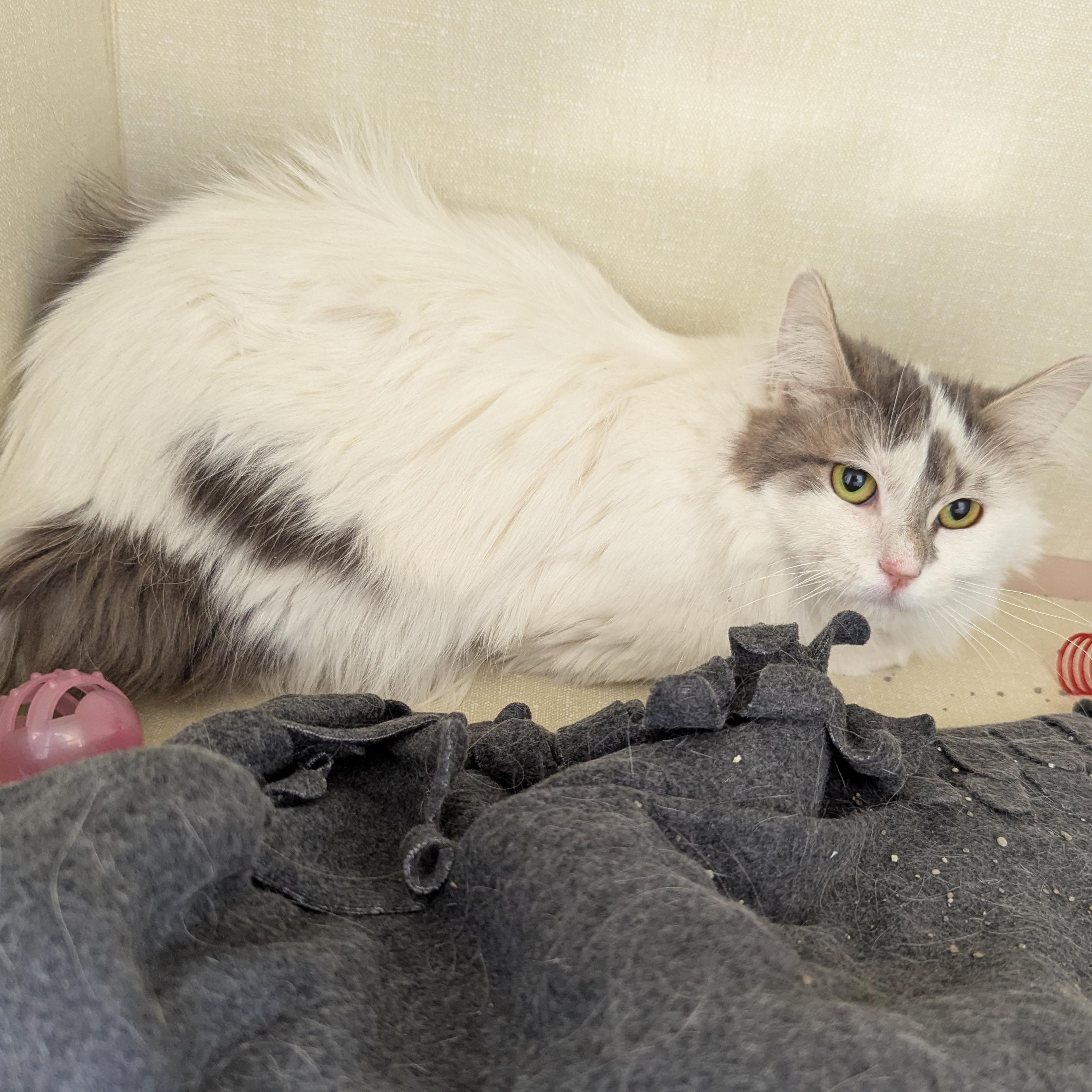 Enlarge Buttercup, a ADOPTABLE Domestic Medium Hair in Morden, MB image 3/3