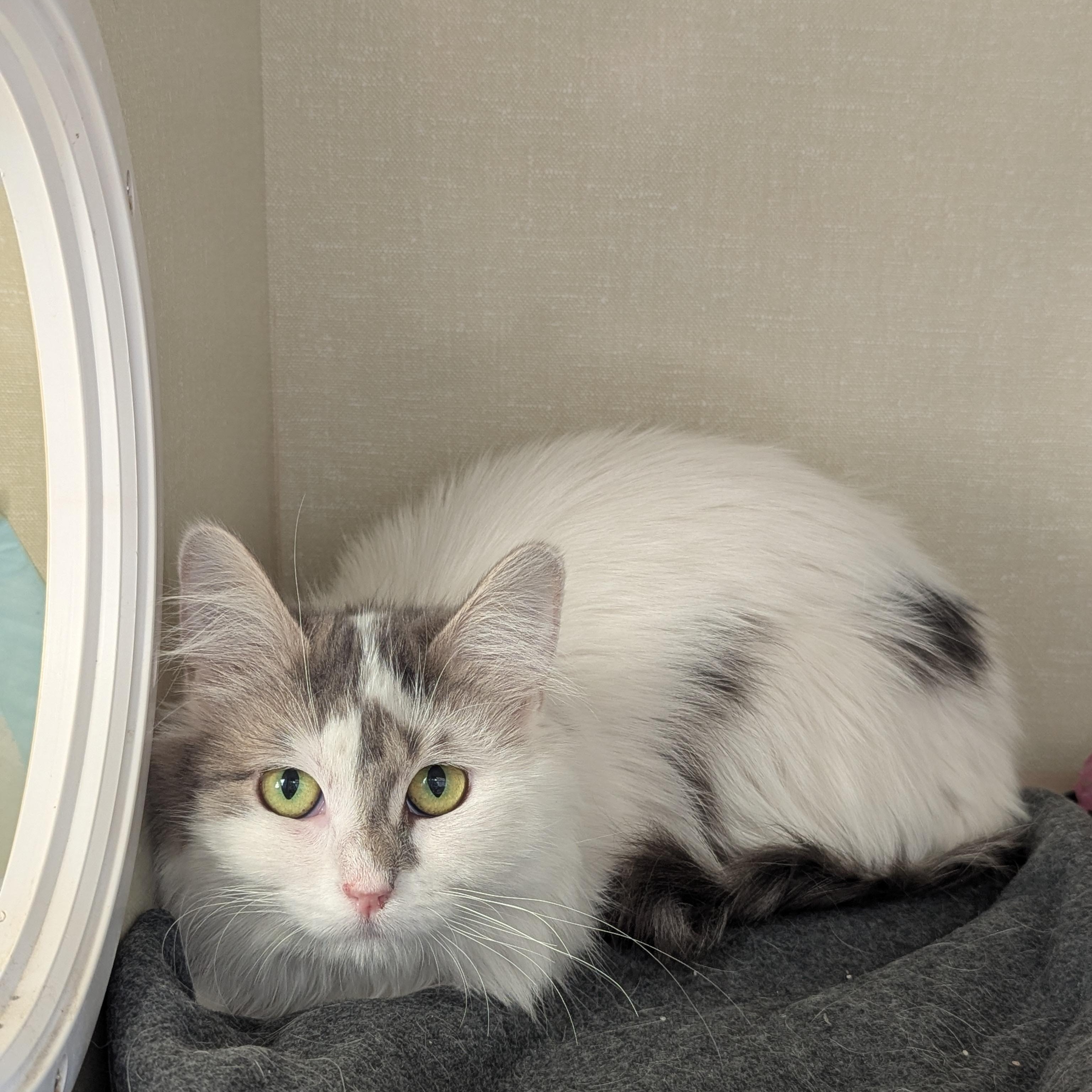 Enlarge Buttercup, a ADOPTABLE Domestic Medium Hair in Morden, MB image 2/3