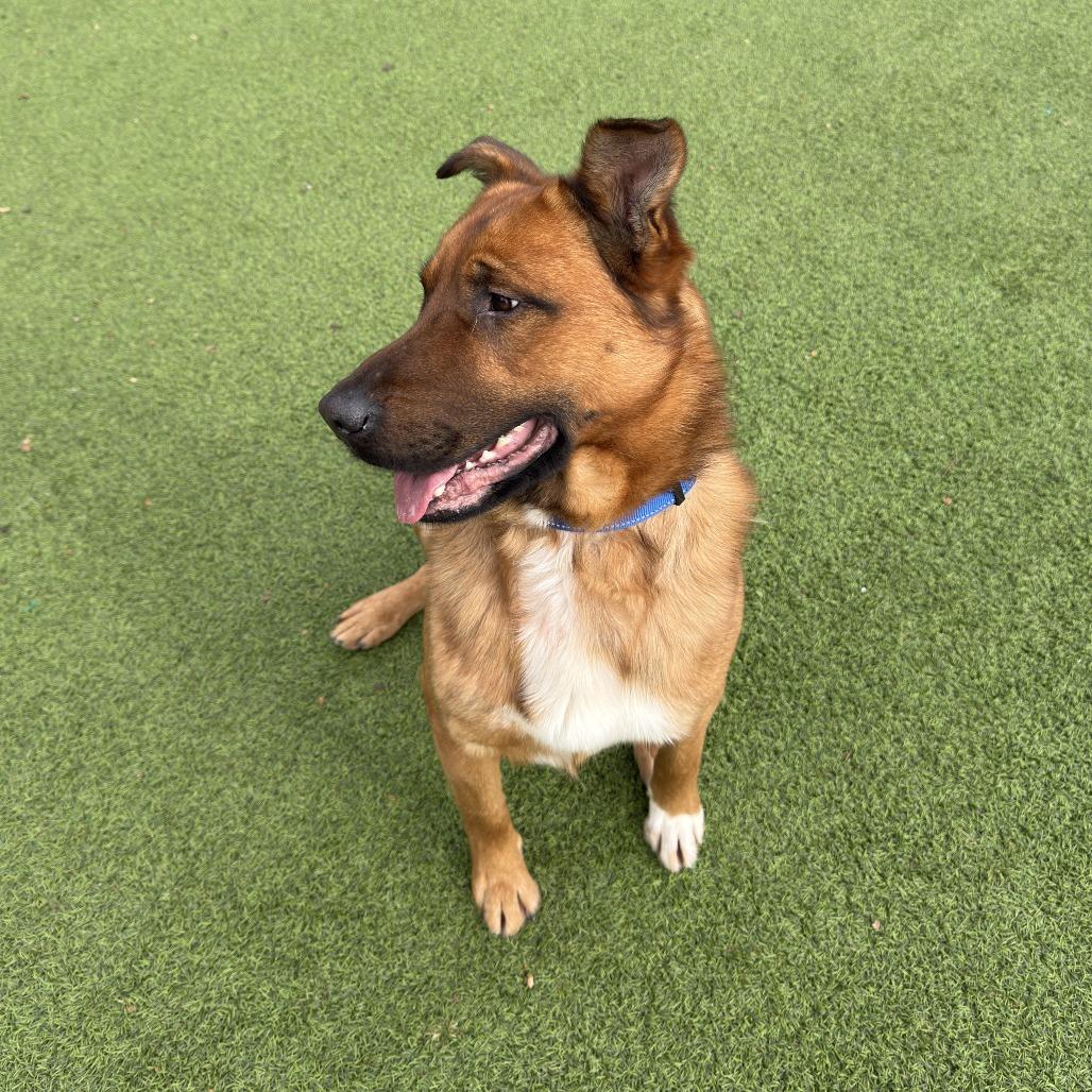 Toro, Adoptable, Adult Male Belgian Shepherd / Malinois & Mixed Breed.