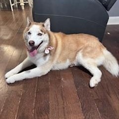 Enlarge Zuna & Sassy - NJ/PA, a Adoptable Siberian Husky in Whitehouse Station, NJ image 1/2