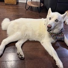 Enlarge Zuna & Sassy - NJ/PA, a Adoptable Siberian Husky in Whitehouse Station, NJ image 2/2