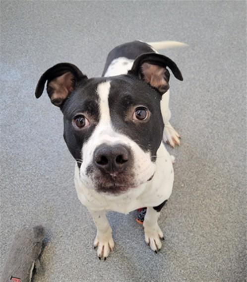 Enlarge TIMOTHY, a Adoptable mixed breed in Toledo, OH image 1/1