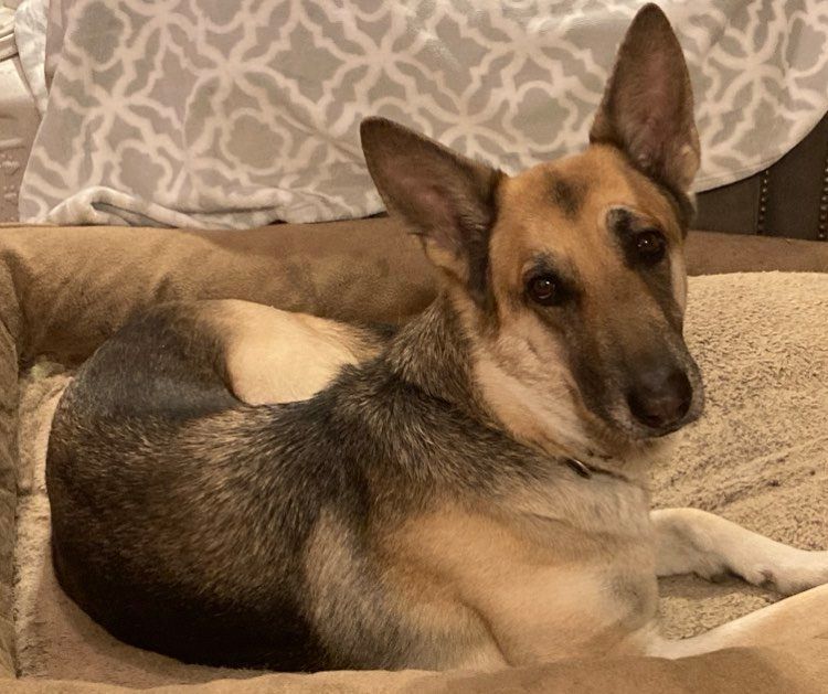 Camilla, a Adoptable German Shepherd Dog in Brookshire, TX image 1/3