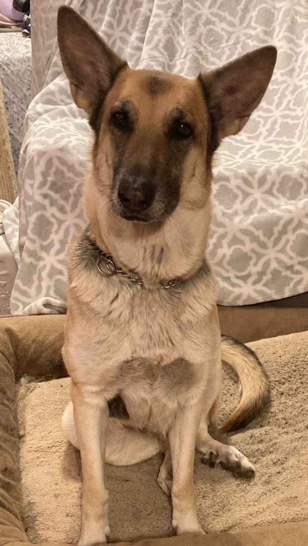 Camilla, a Adoptable German Shepherd Dog in Brookshire, TX image 2/3