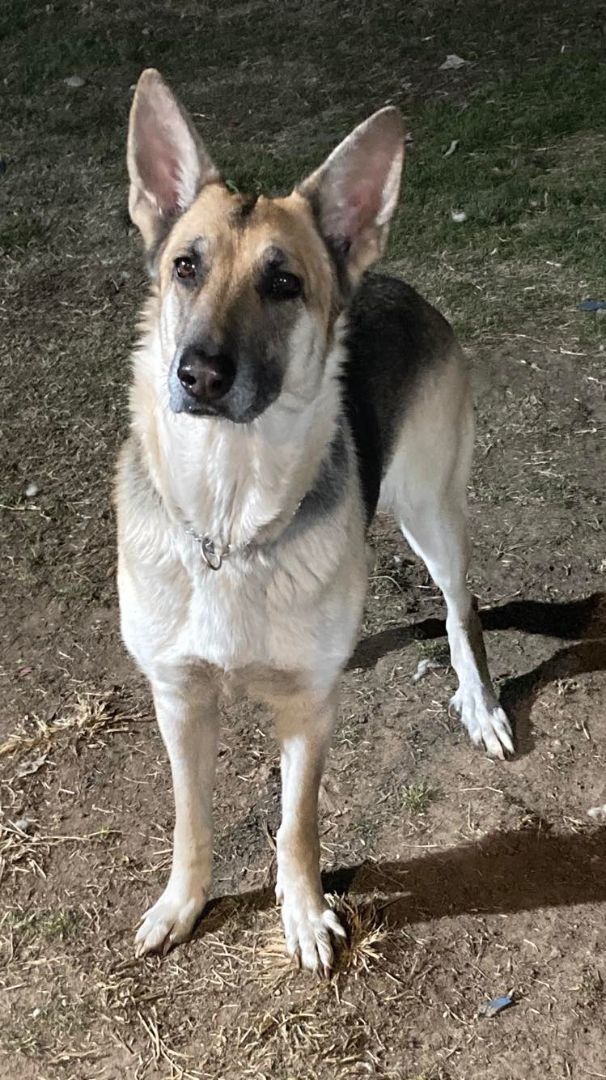 Camilla, a Adoptable German Shepherd Dog in Brookshire, TX image 3/3