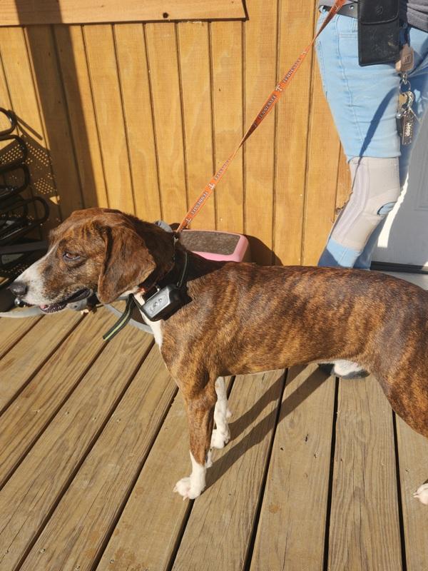 Carl, Adoptable, Young Male Hound.