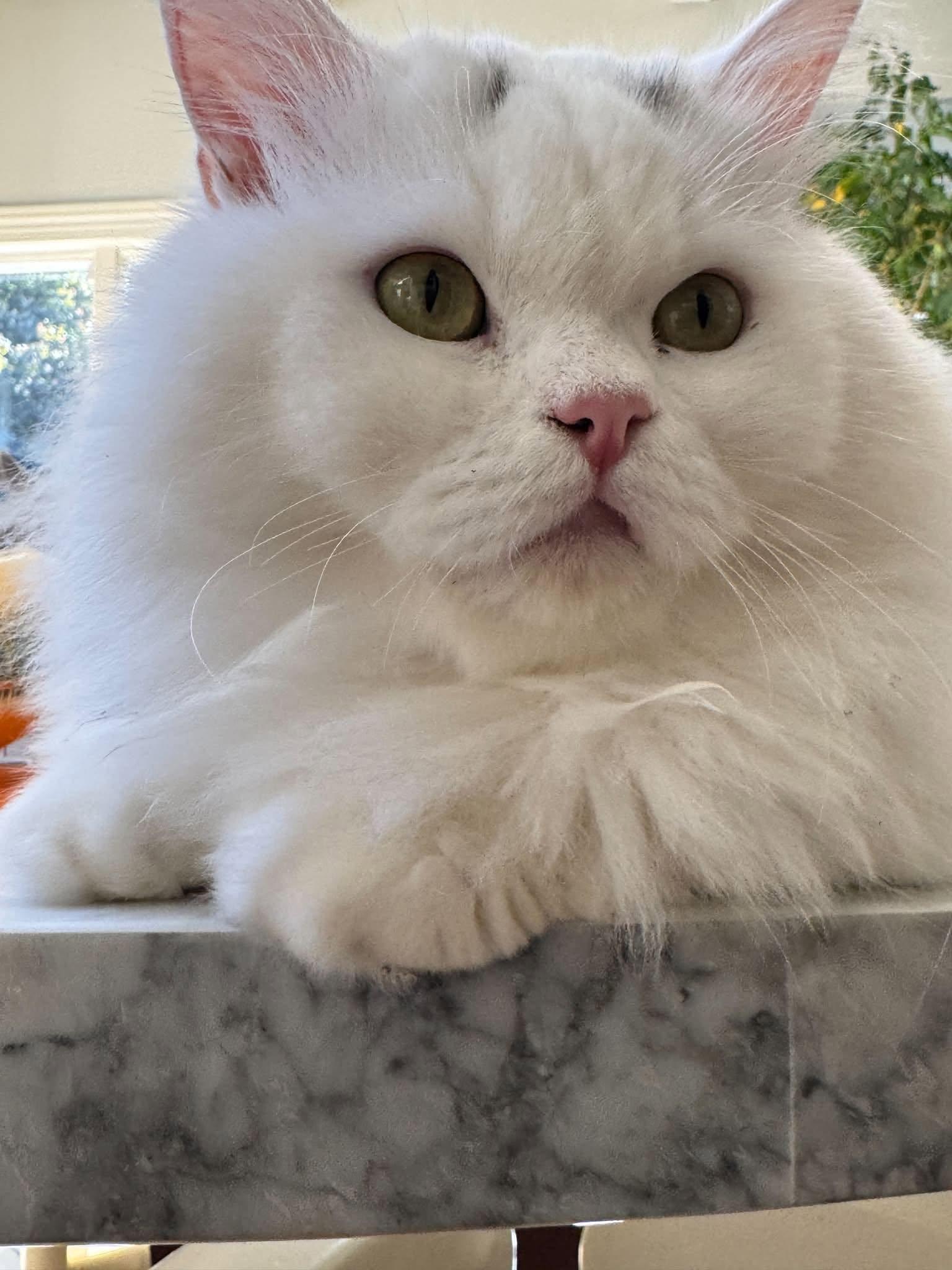 Enlarge Maxmillian, a Adoptable Persian in Woodmere, NY image 1/4