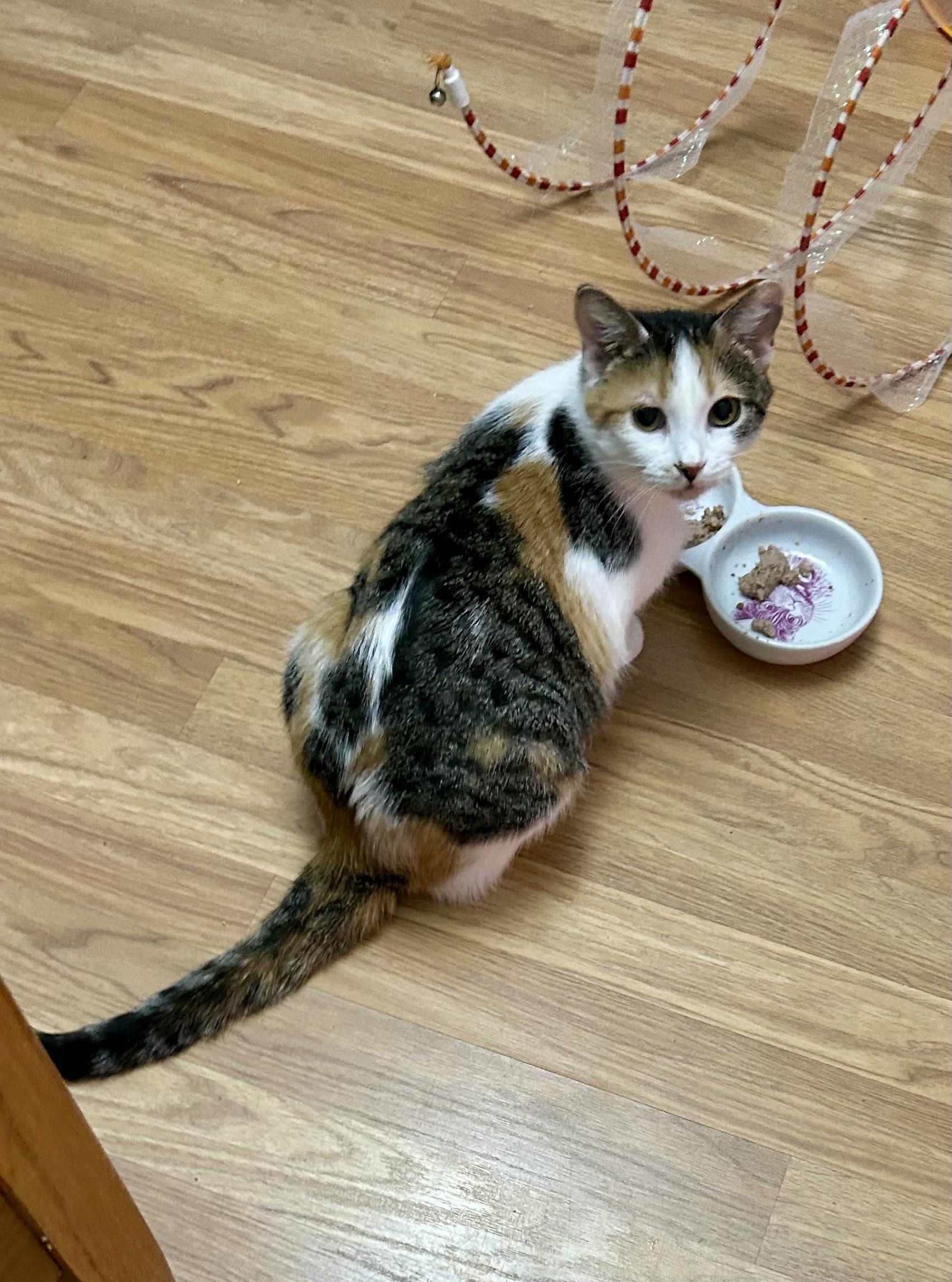 Begonia, Adoptable, Young Female Domestic Short Hair.
