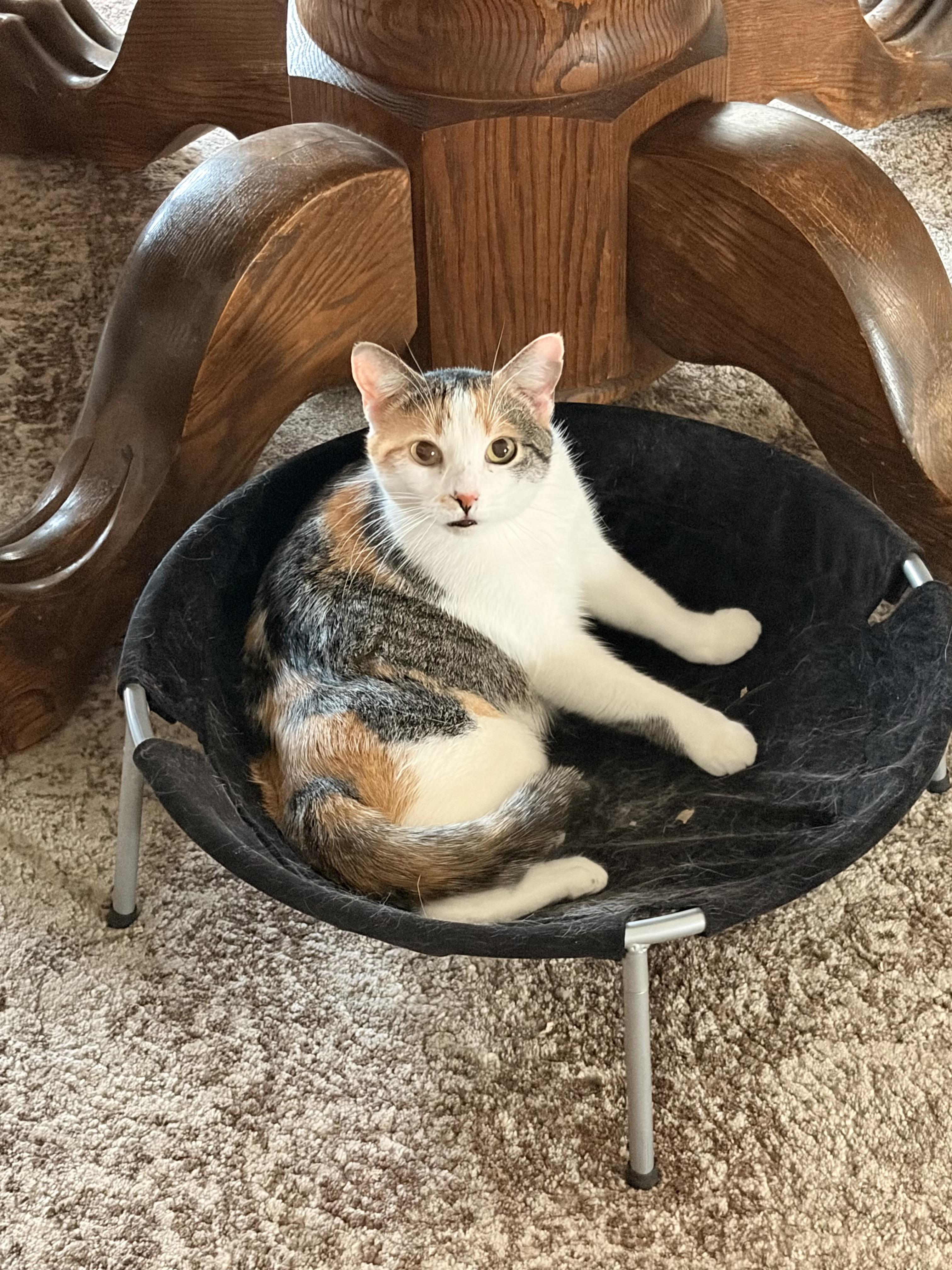 Begonia, Adoptable, Young Female Domestic Short Hair.