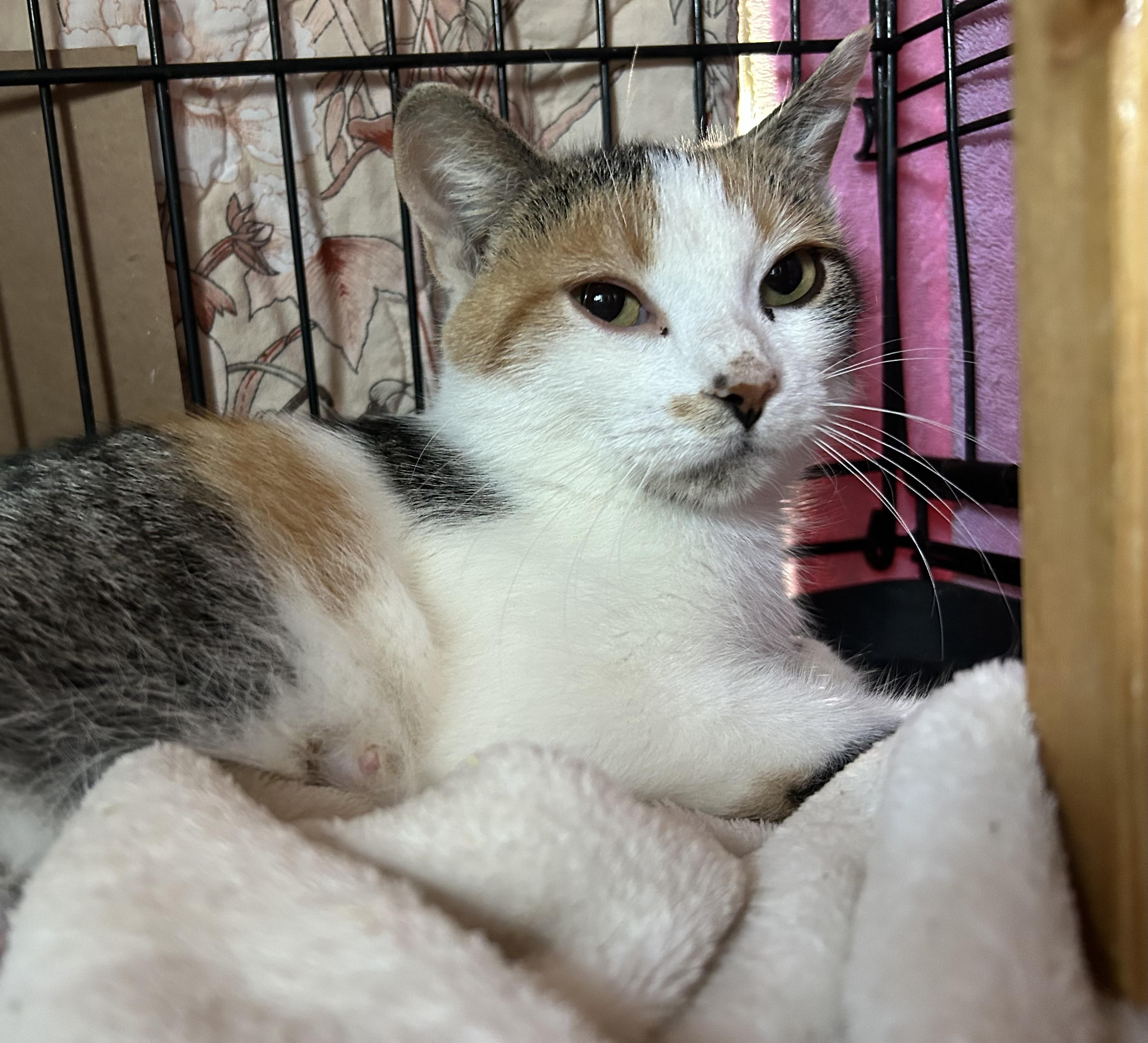 Begonia, a Adoptable mixed breed in Steinbach, MB image 2/6