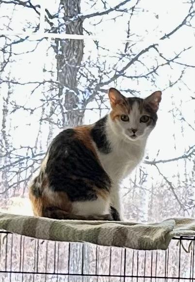 Begonia, a Adoptable mixed breed in Steinbach, MB image 3/6
