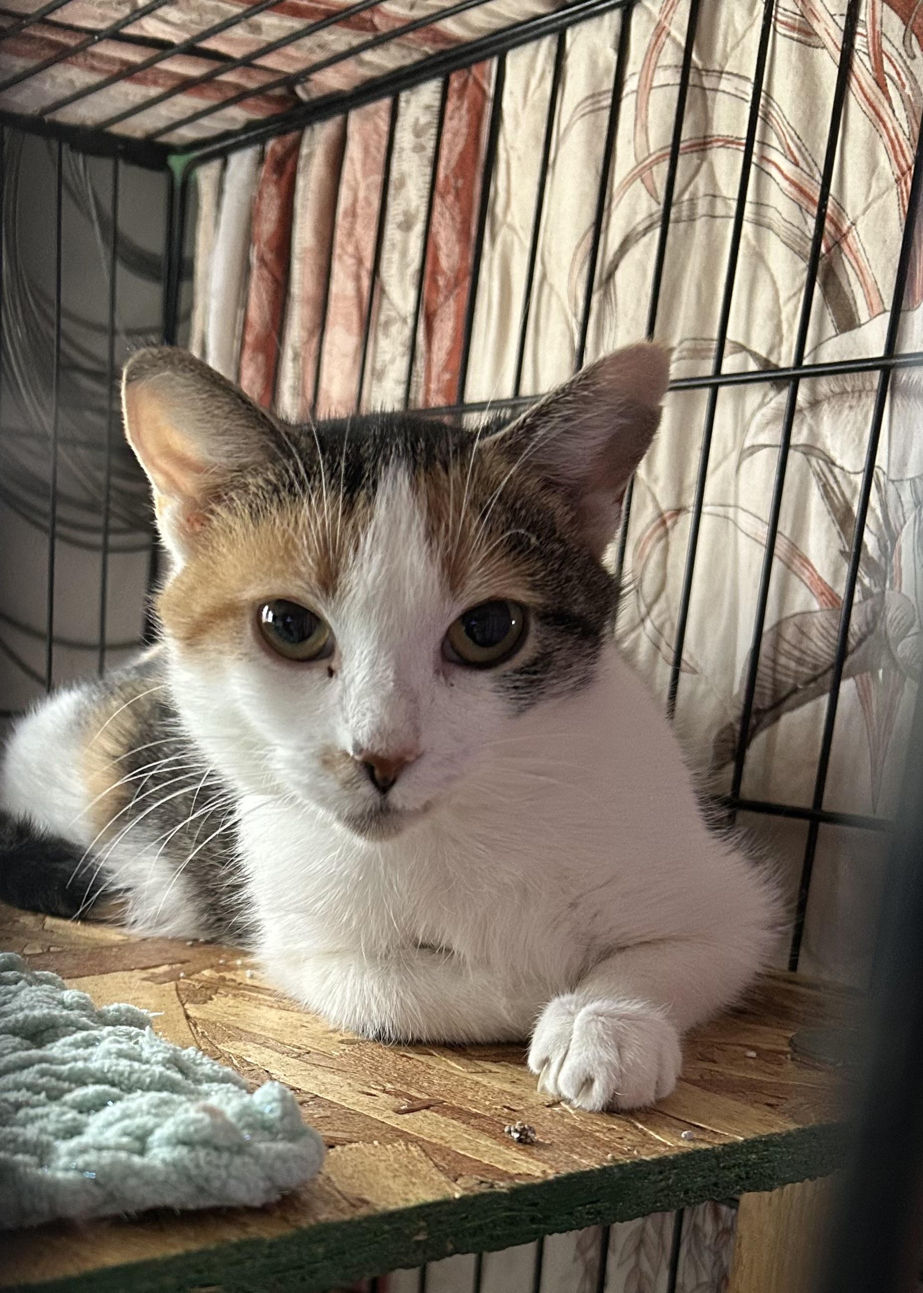 Begonia, a Adoptable mixed breed in Steinbach, MB image 4/6