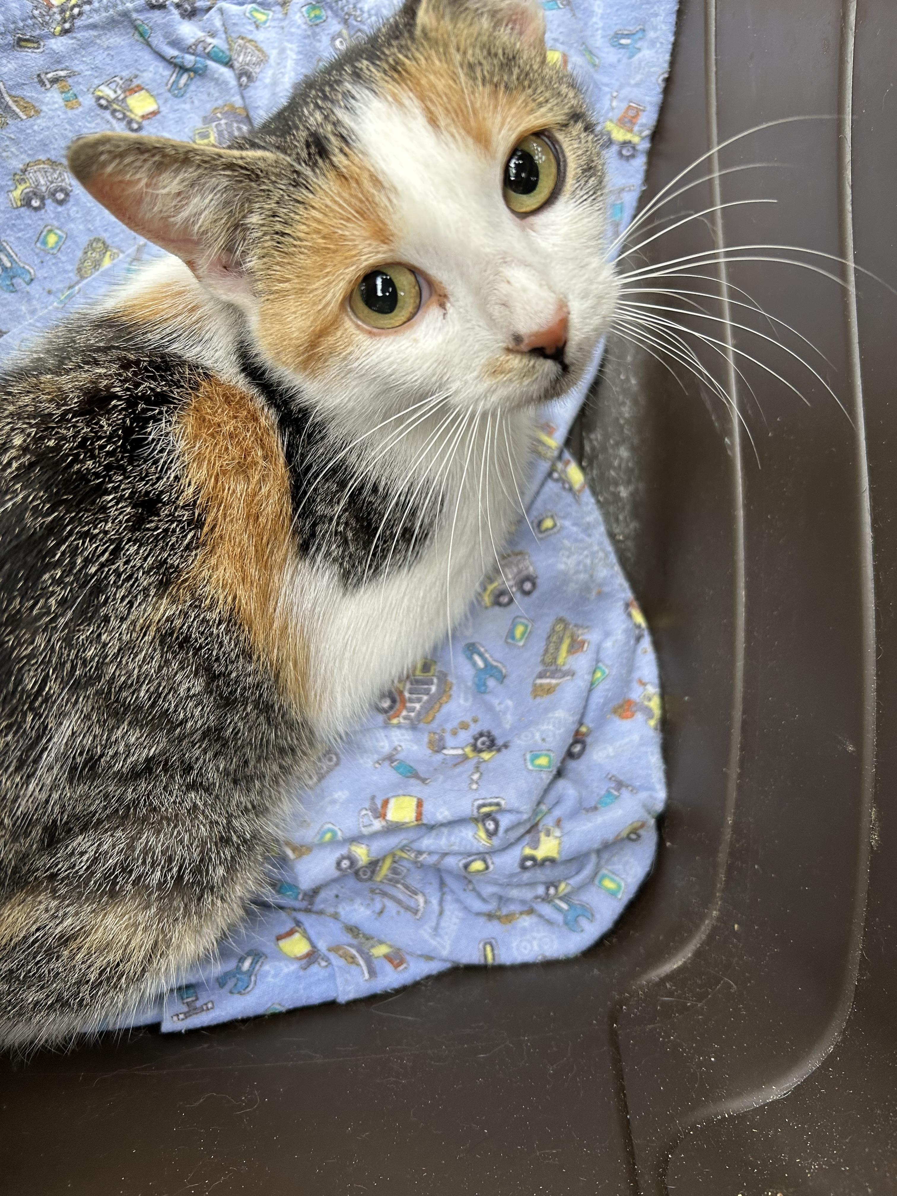 Begonia, a Adoptable mixed breed in Steinbach, MB image 5/6