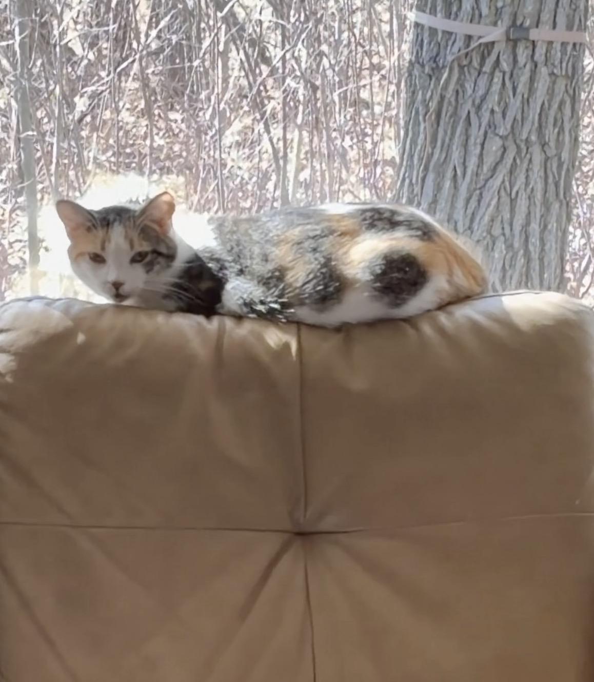 Begonia, a Adoptable mixed breed in Steinbach, MB image 6/6