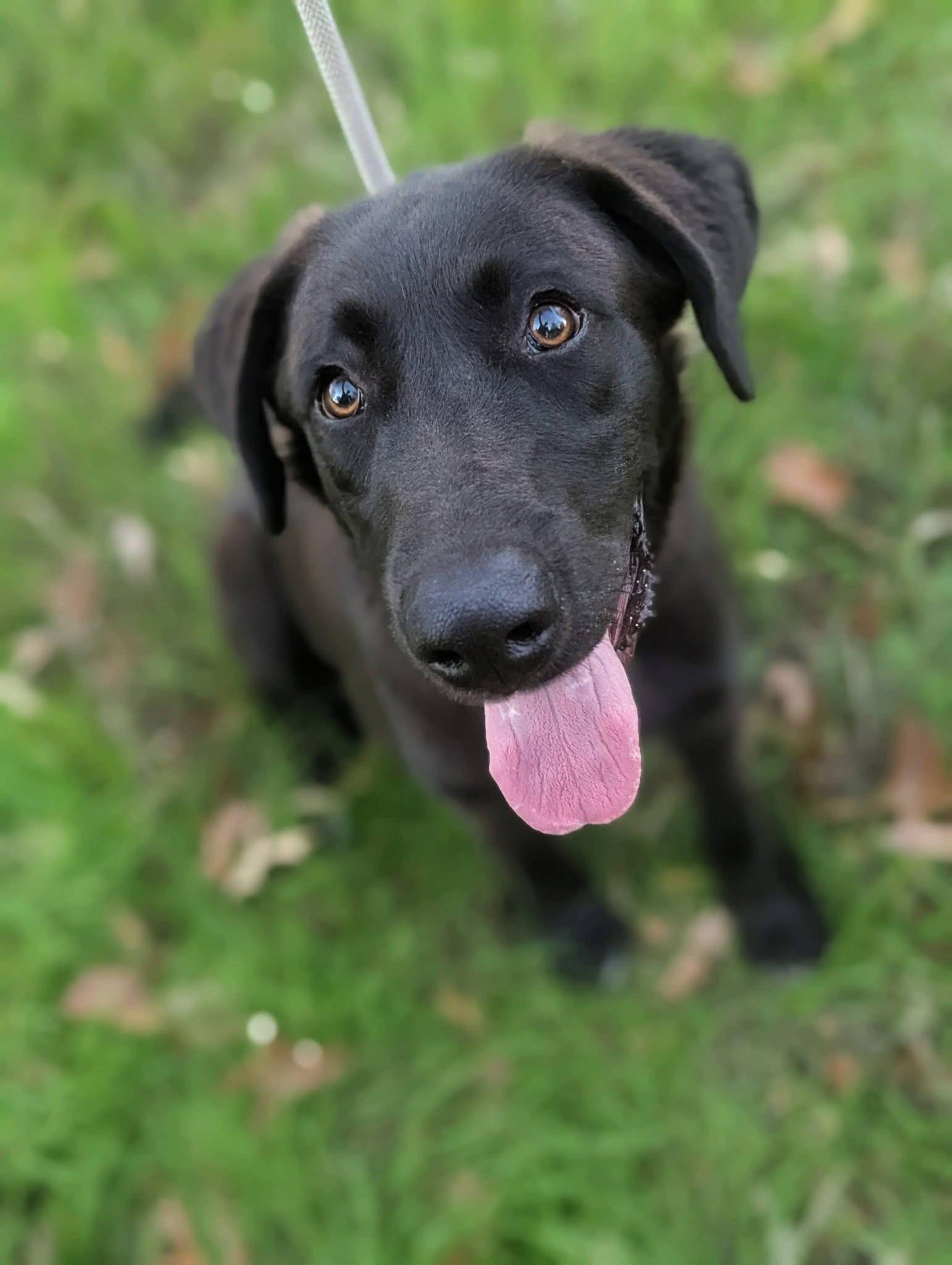Enlarge Jack , a ADOPTABLE mixed breed in Mendham, NJ image 1/4