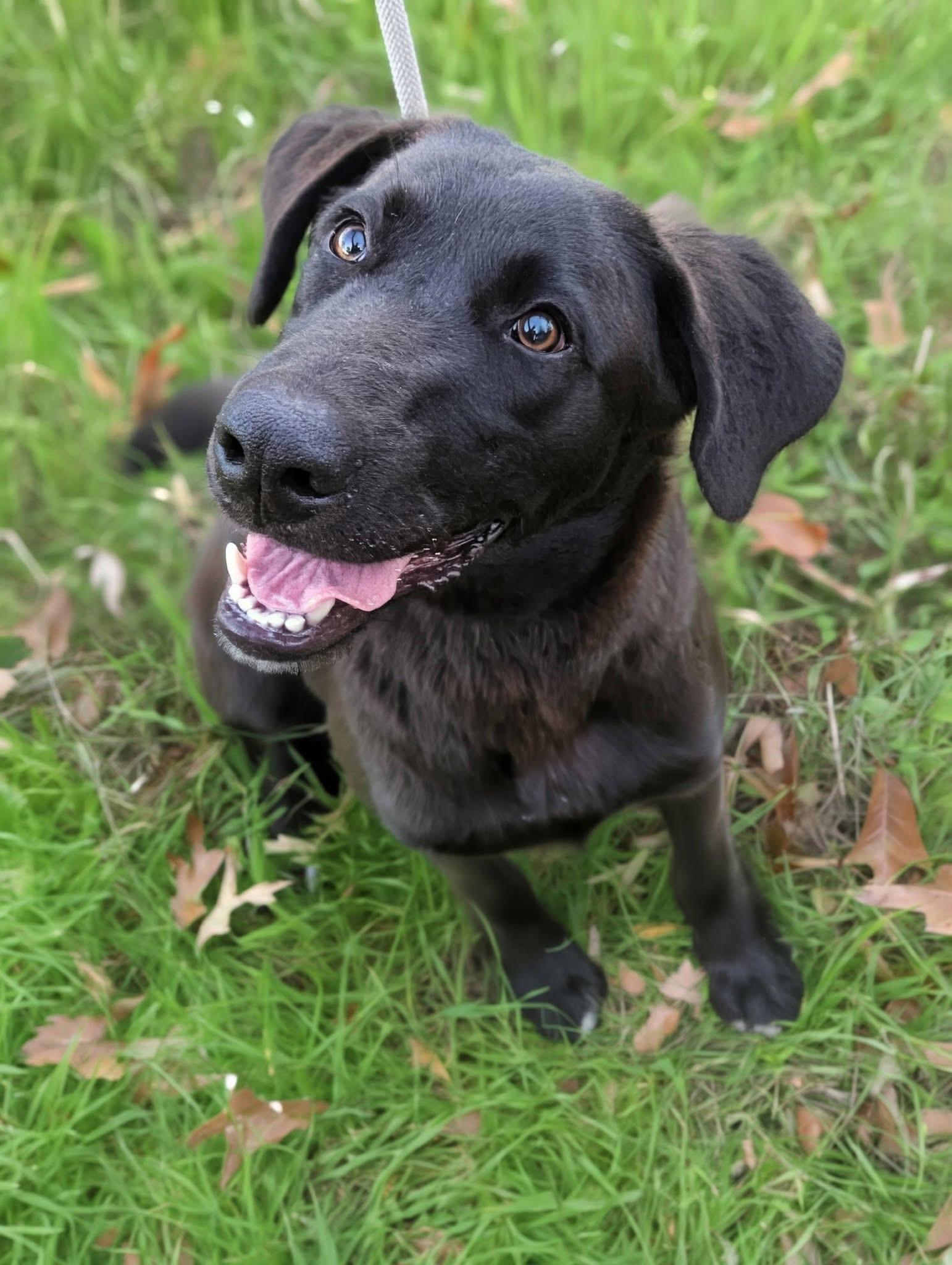 Enlarge Jack , a ADOPTABLE mixed breed in Mendham, NJ image 2/4