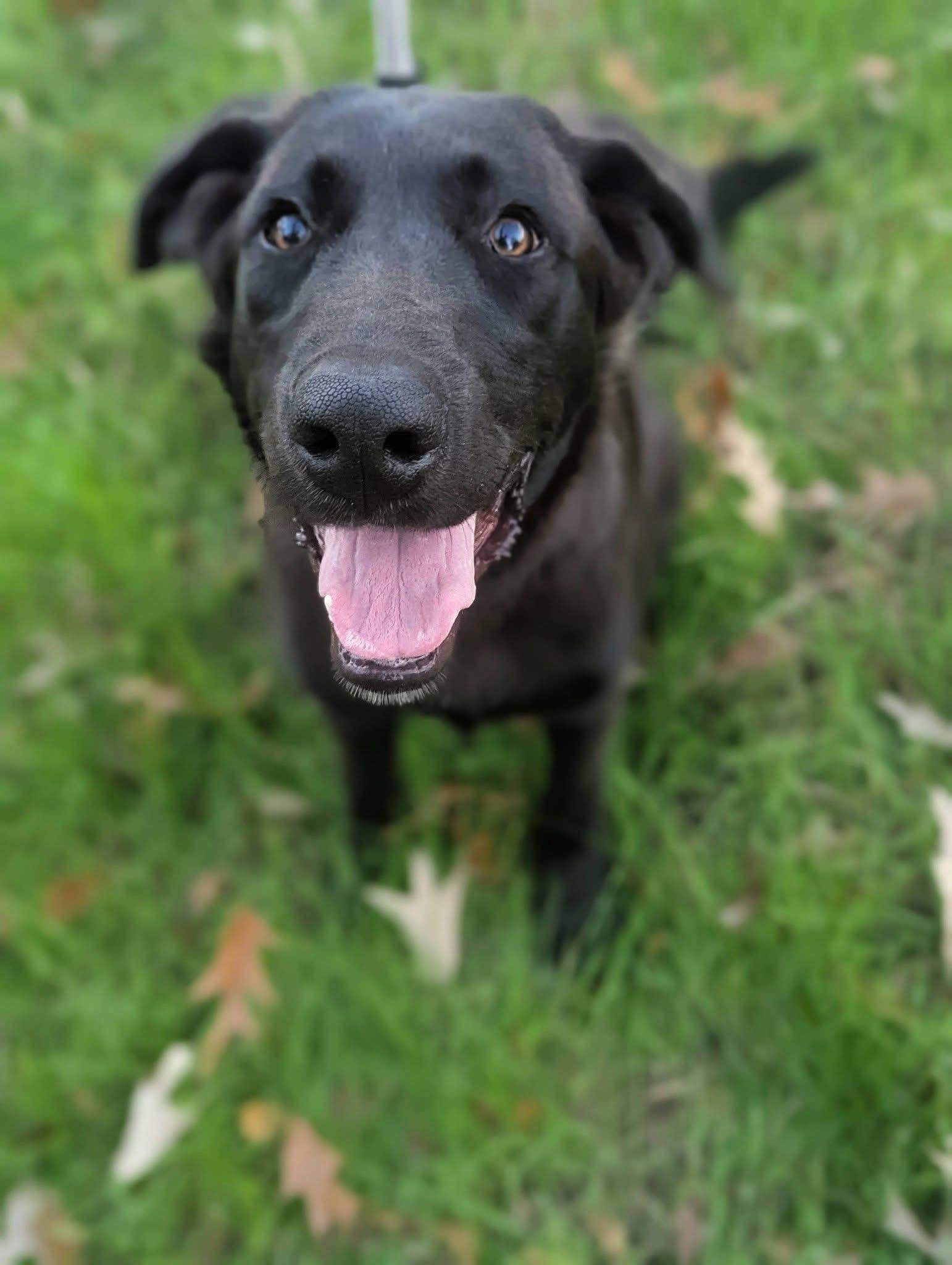Enlarge Jack , a ADOPTABLE mixed breed in Mendham, NJ image 4/4
