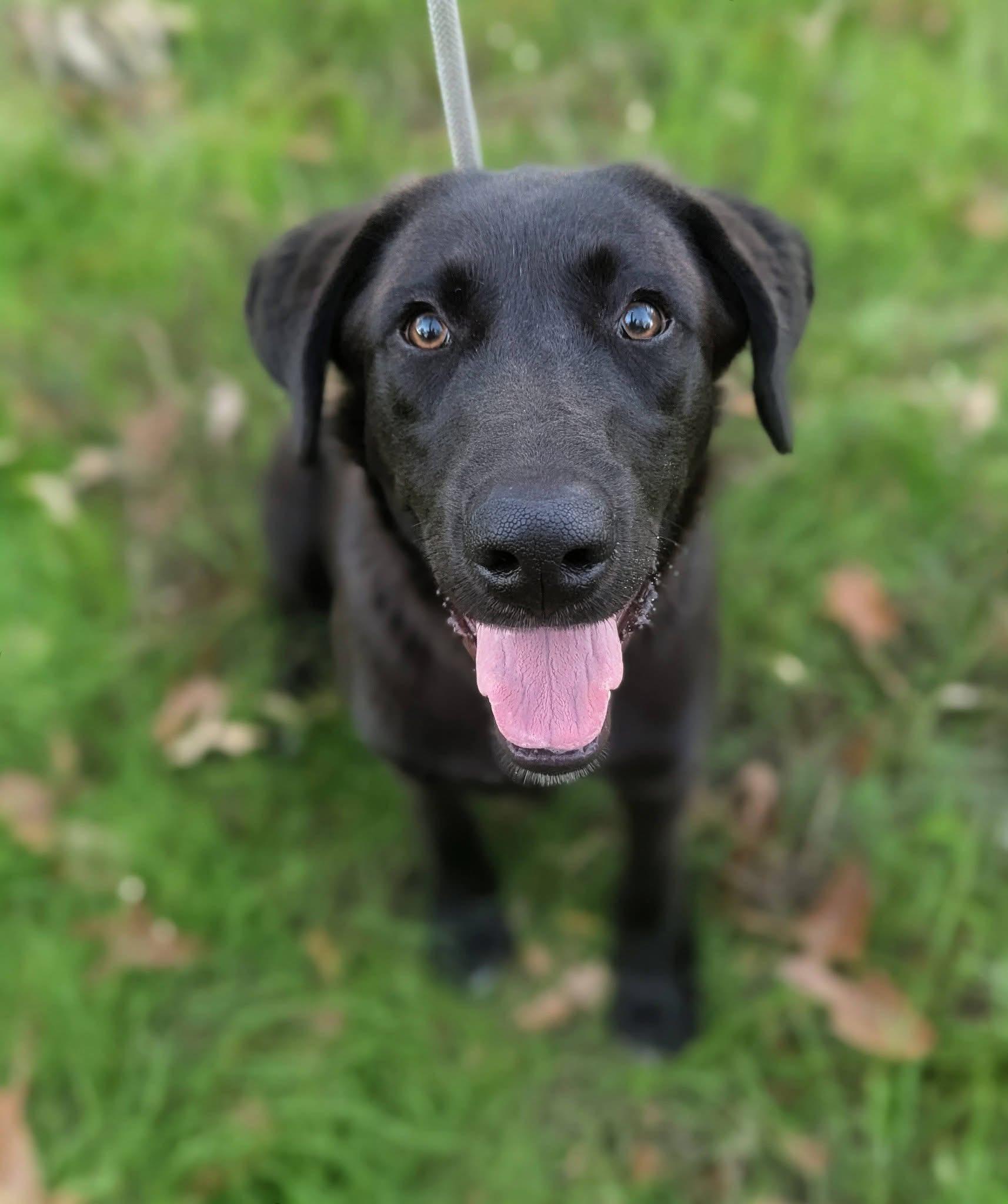 Enlarge Jack , a ADOPTABLE mixed breed in Mendham, NJ image 3/4